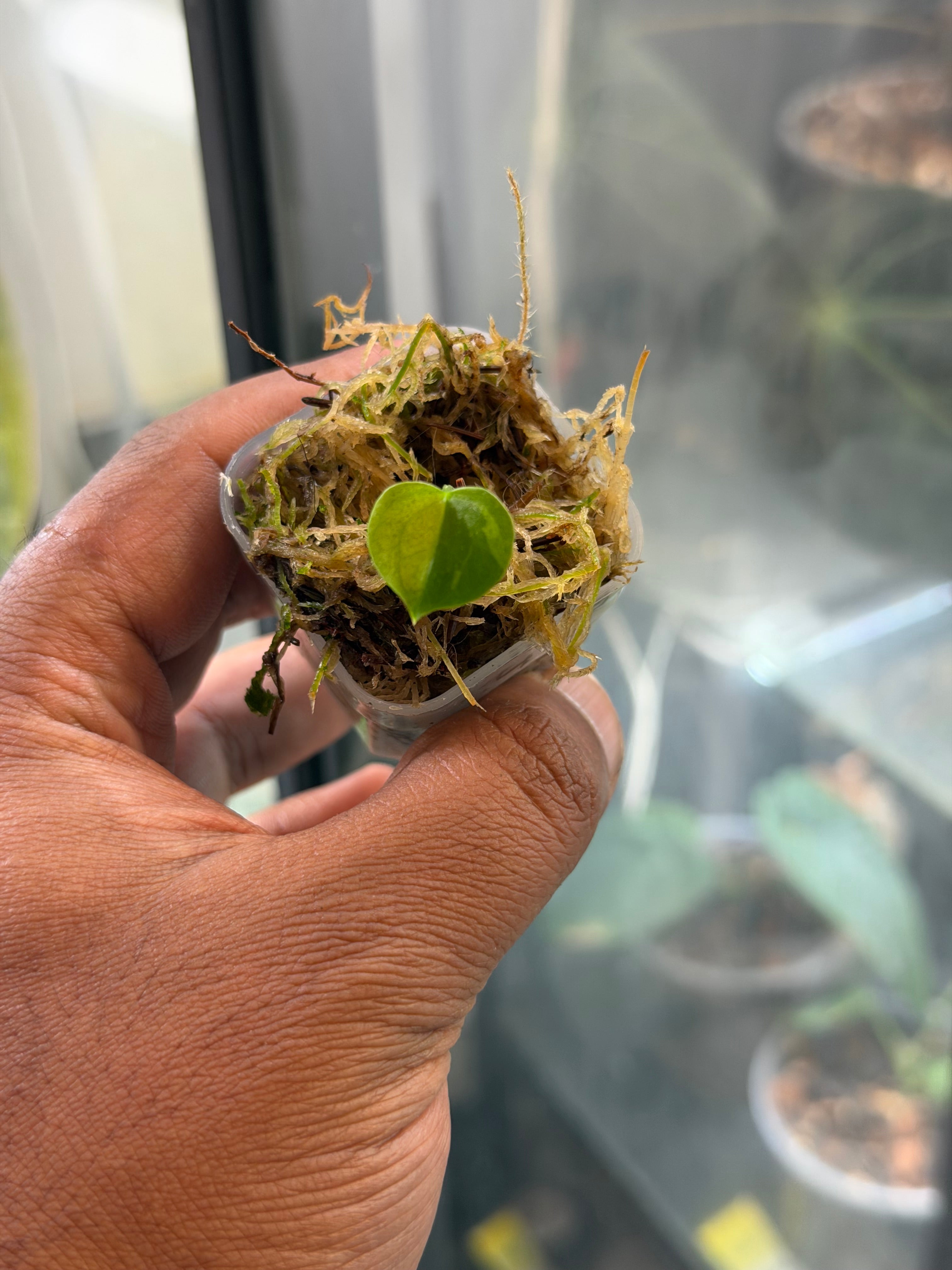 Anthurium KOS x RVDP – Variegated Seedlings – HappiestPlants