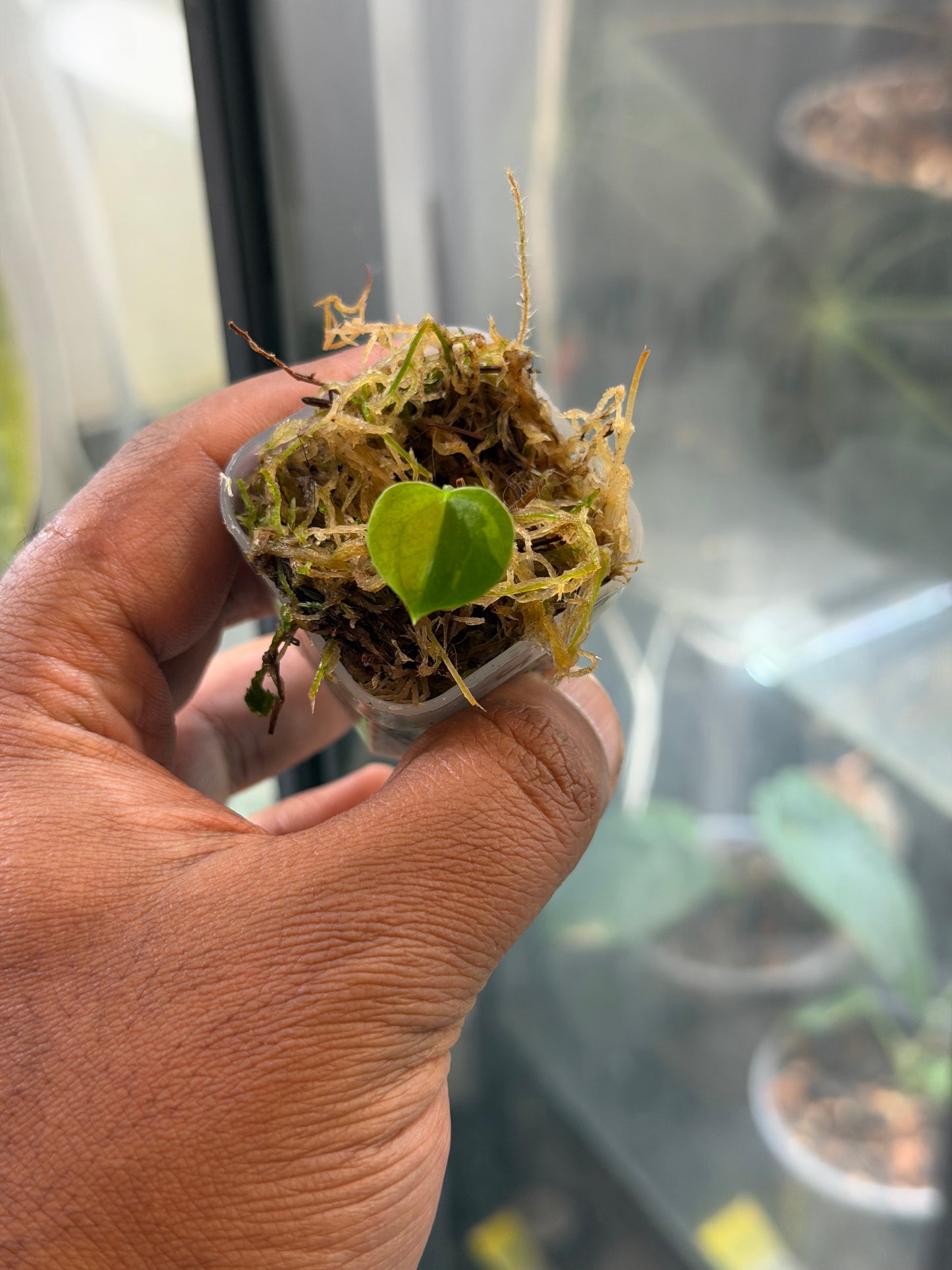 Anthurium KOS x RVDP – Variegated Seedlings