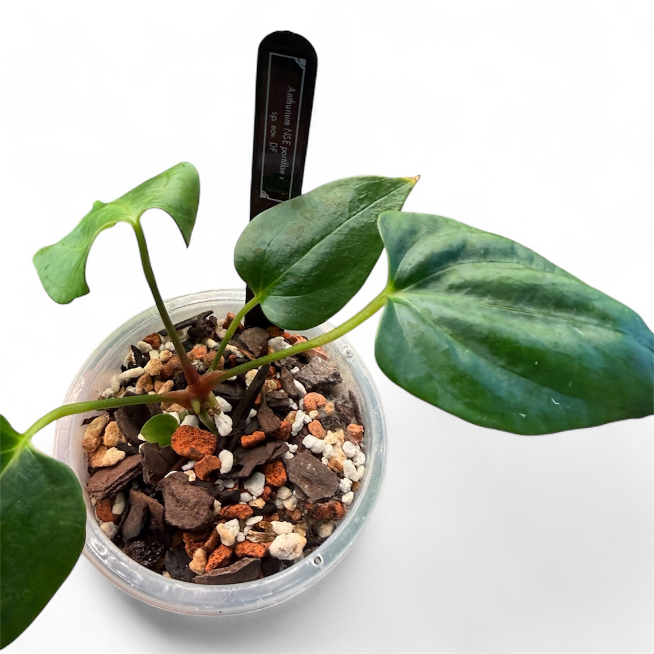 Anthurium Portillae (NSE) x Sp Nov DF