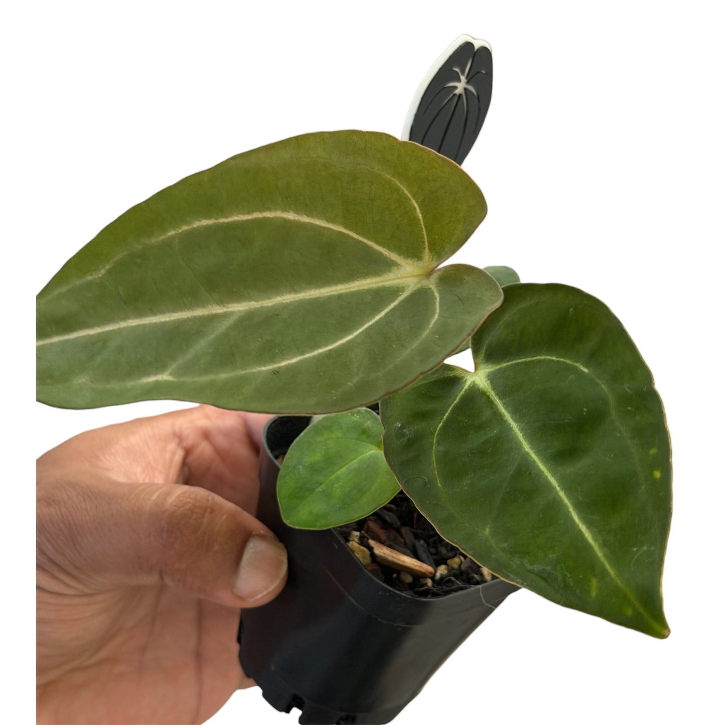 Anthurium Carlablackiae (Round x GPH-001) x (BVEP x Carlablackiae)