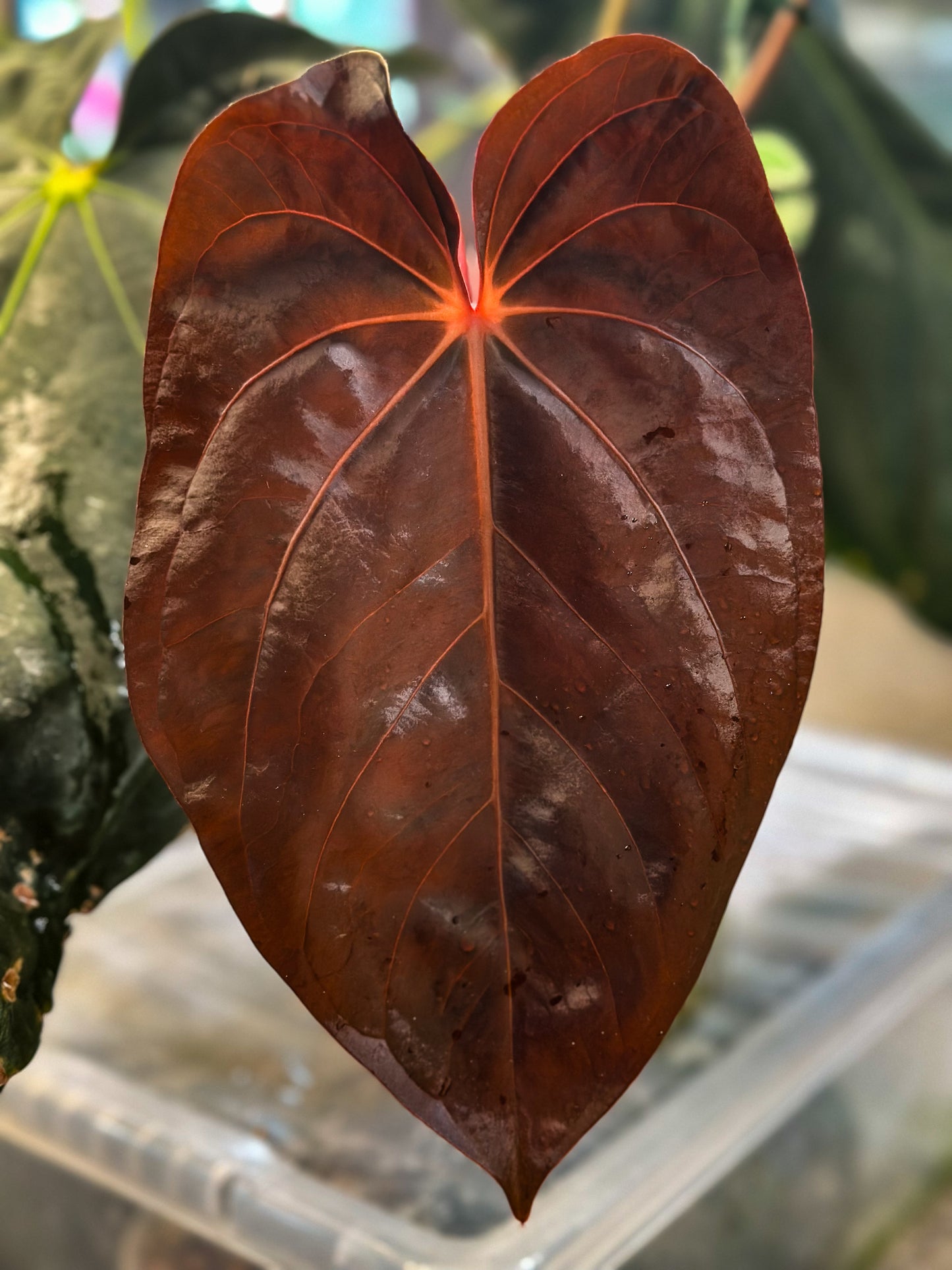 Anthurium [(Carlablackiae x Besseae AFF) x BVEP] x RVDP