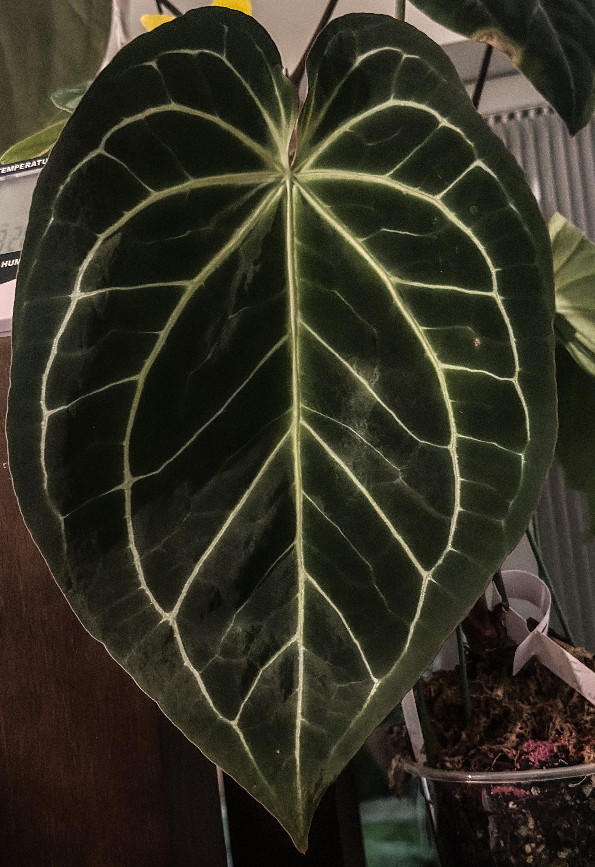 anthurium nidus Anthurium NOID