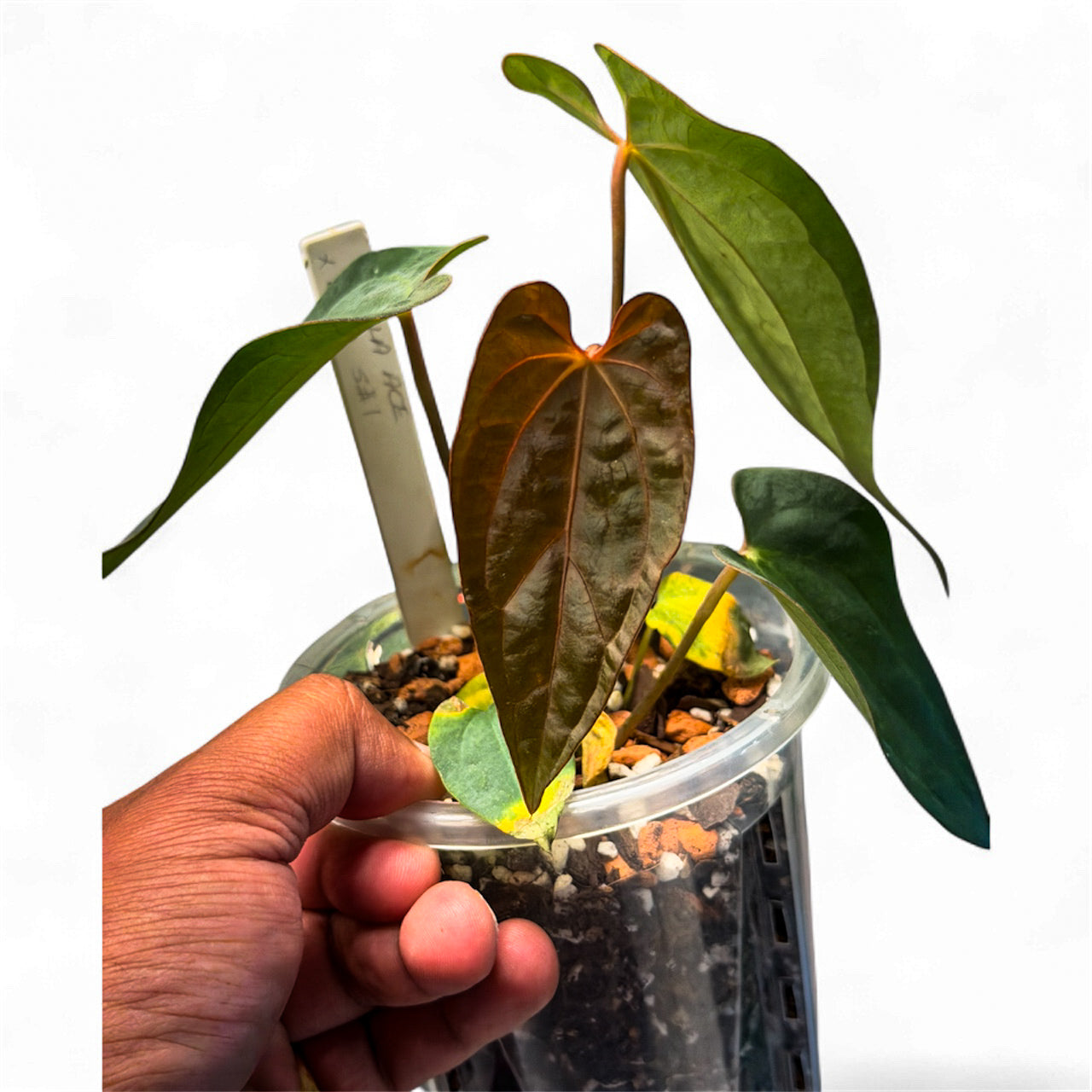 Anthurium Ace of Spades (Tezula) × BVEP – HappiestPlants