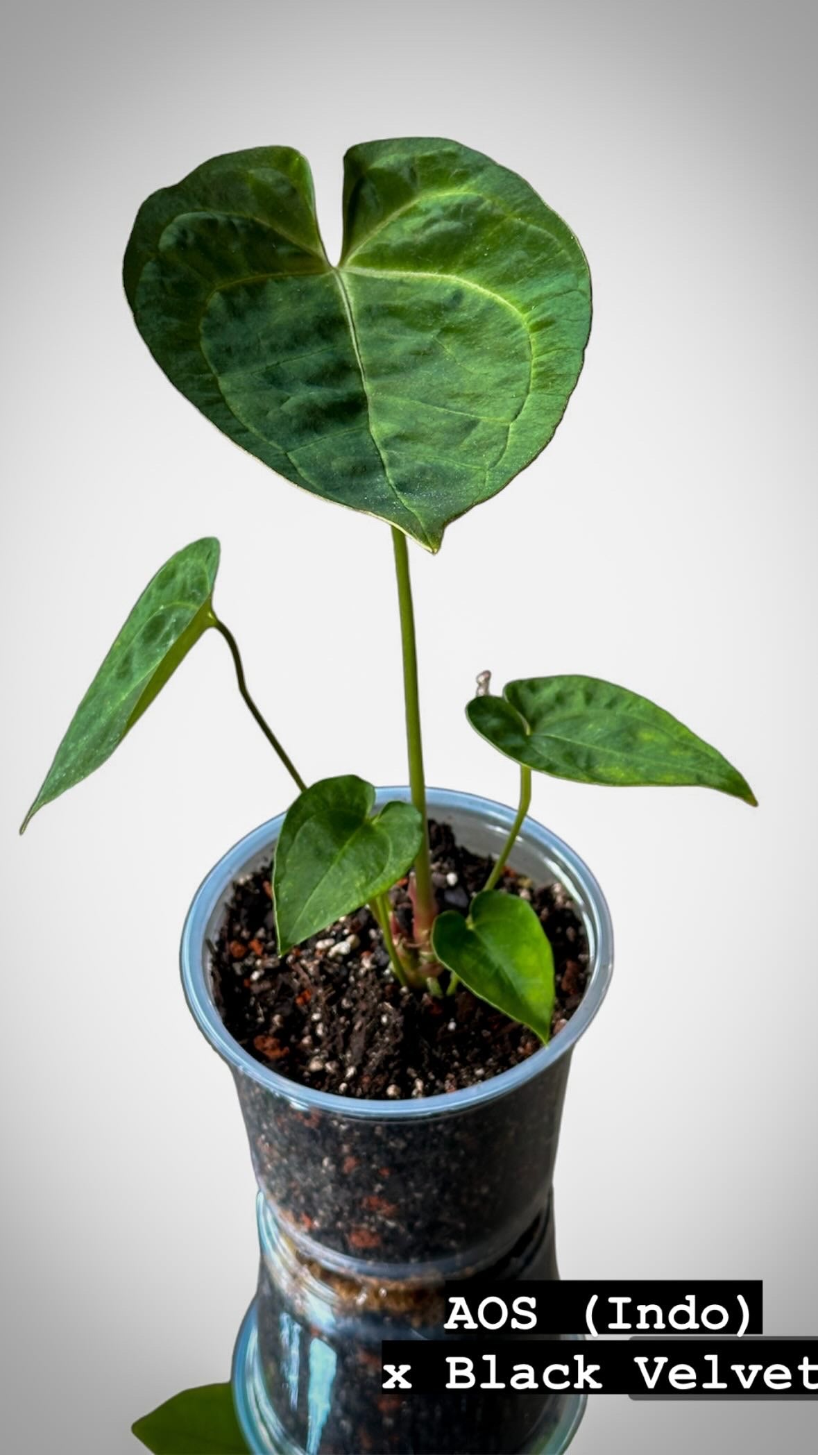 Anthurium Ace of Spades (AOS) x Black Velvet