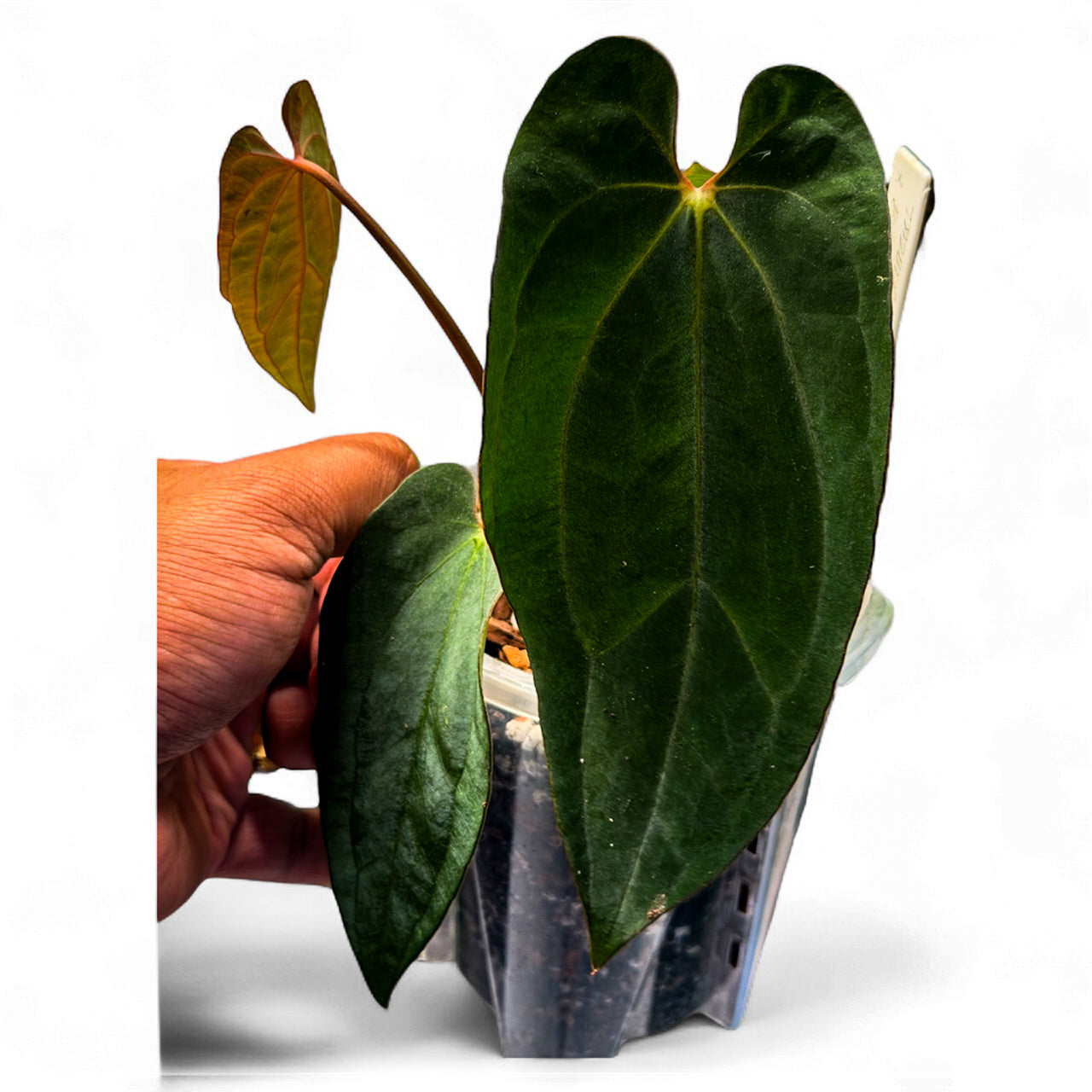 Anthurium Ace of Spades (Tezula) × BVEP