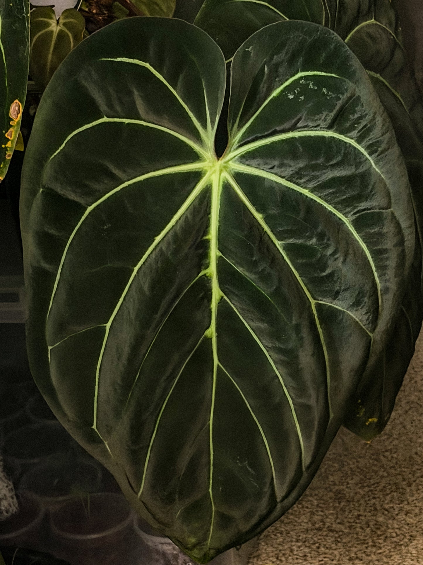 Anthurium (Carlablackiae x RVDP) x (Carlablackiae x AOS)