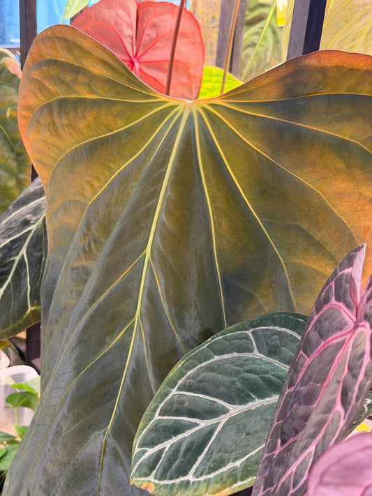 Anthurium (Carlablackiae x BVEP) x Super Massive Spider