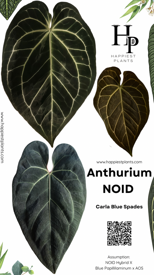 Anthurium NOID - Carla Blue Spades