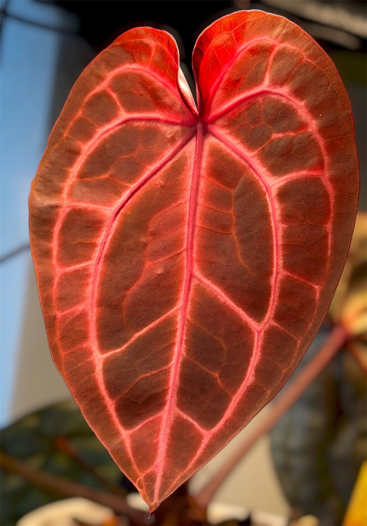 Anthurium Rosè Ember x Dressleri