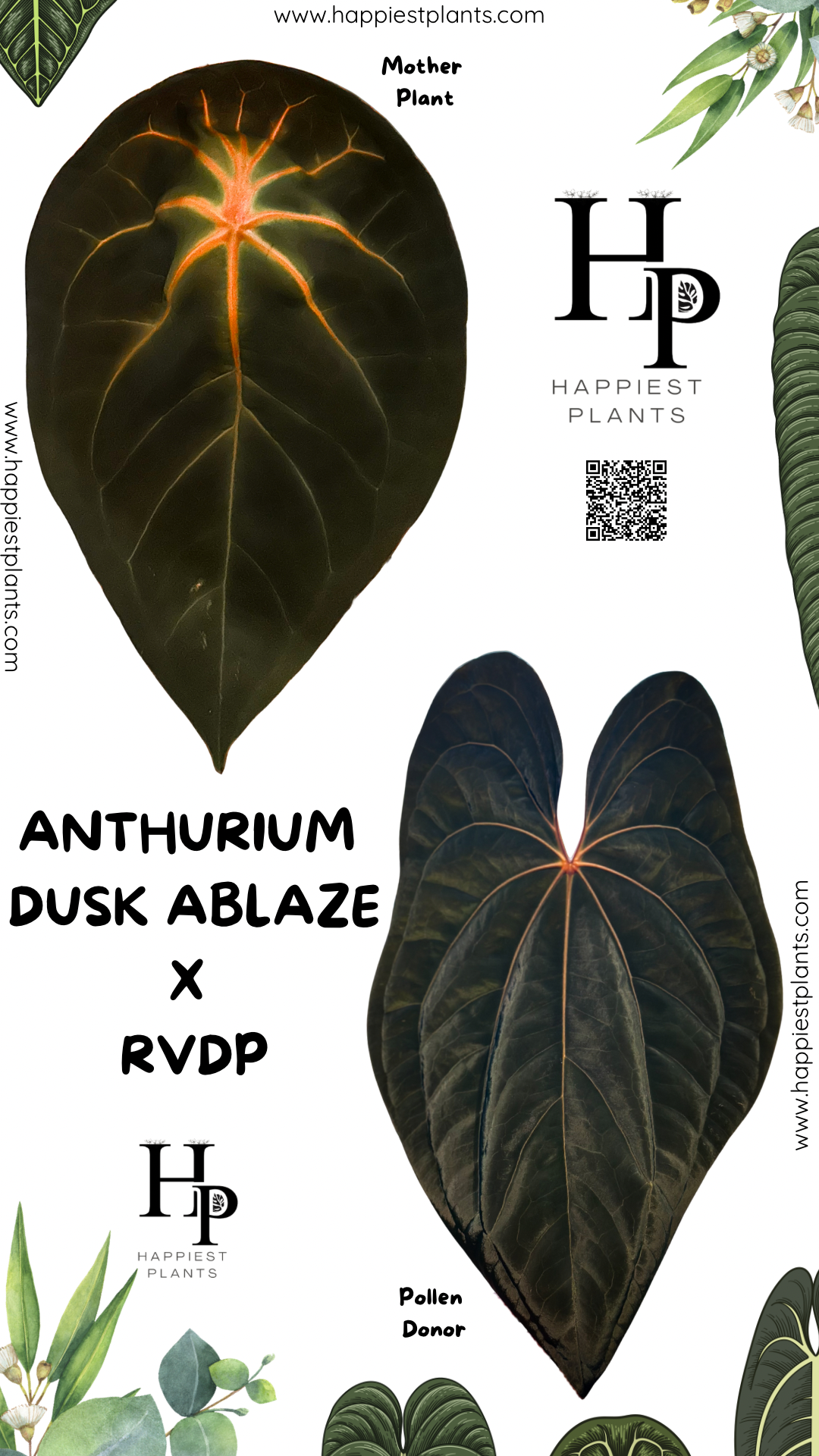 Anthurium Dusk Ablaze × RVDP Seedlings