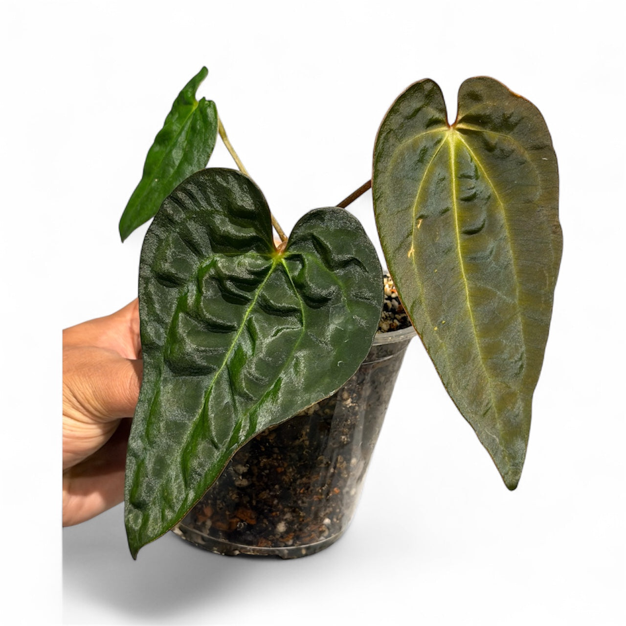 Anthurium Ace of Spades (Tezula) × Carlablackiae – Offsets
