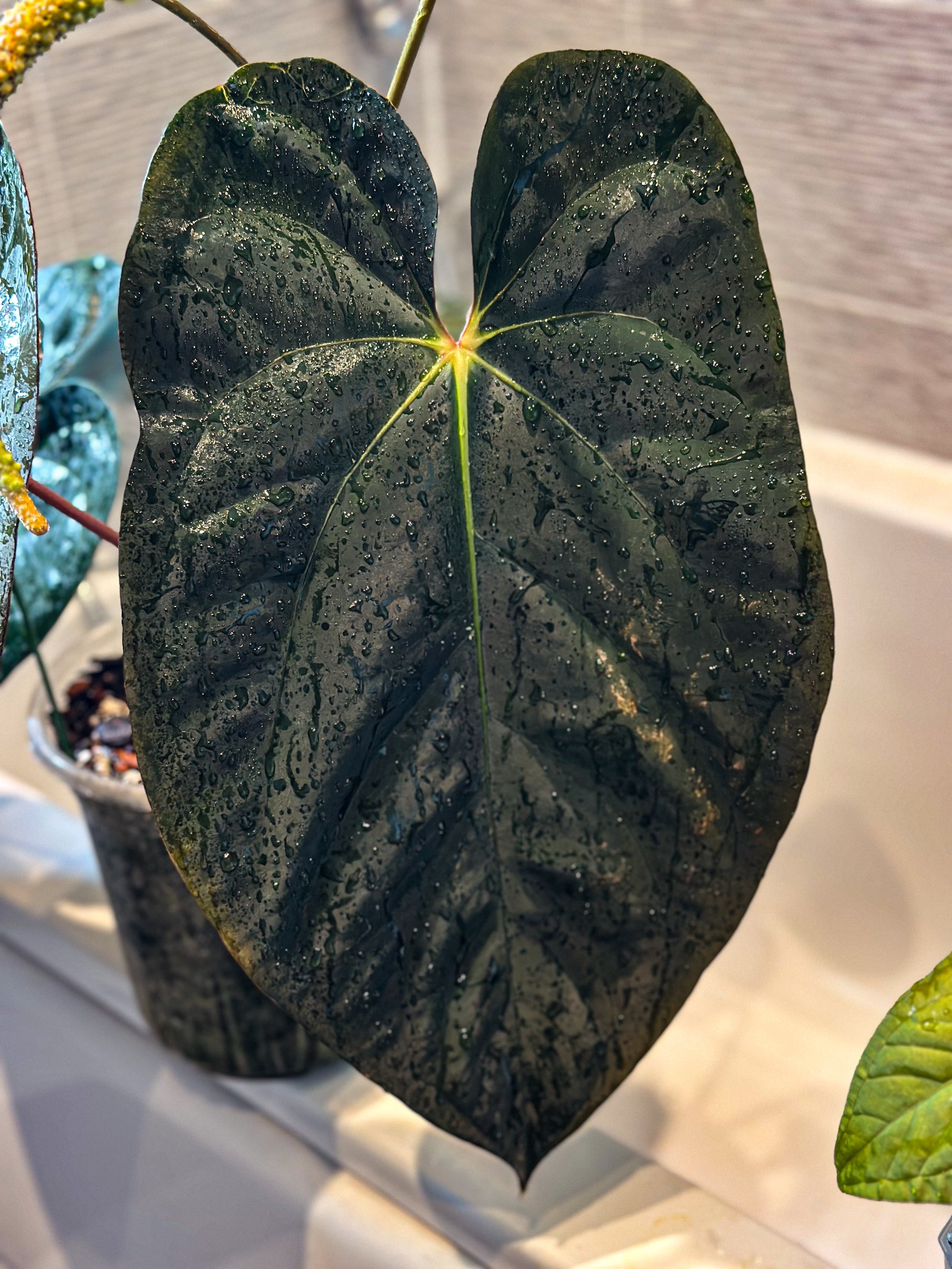 Anthurium (Forgetii x BVEP) X (Carlablackiae x Besseae AFF x BVEP