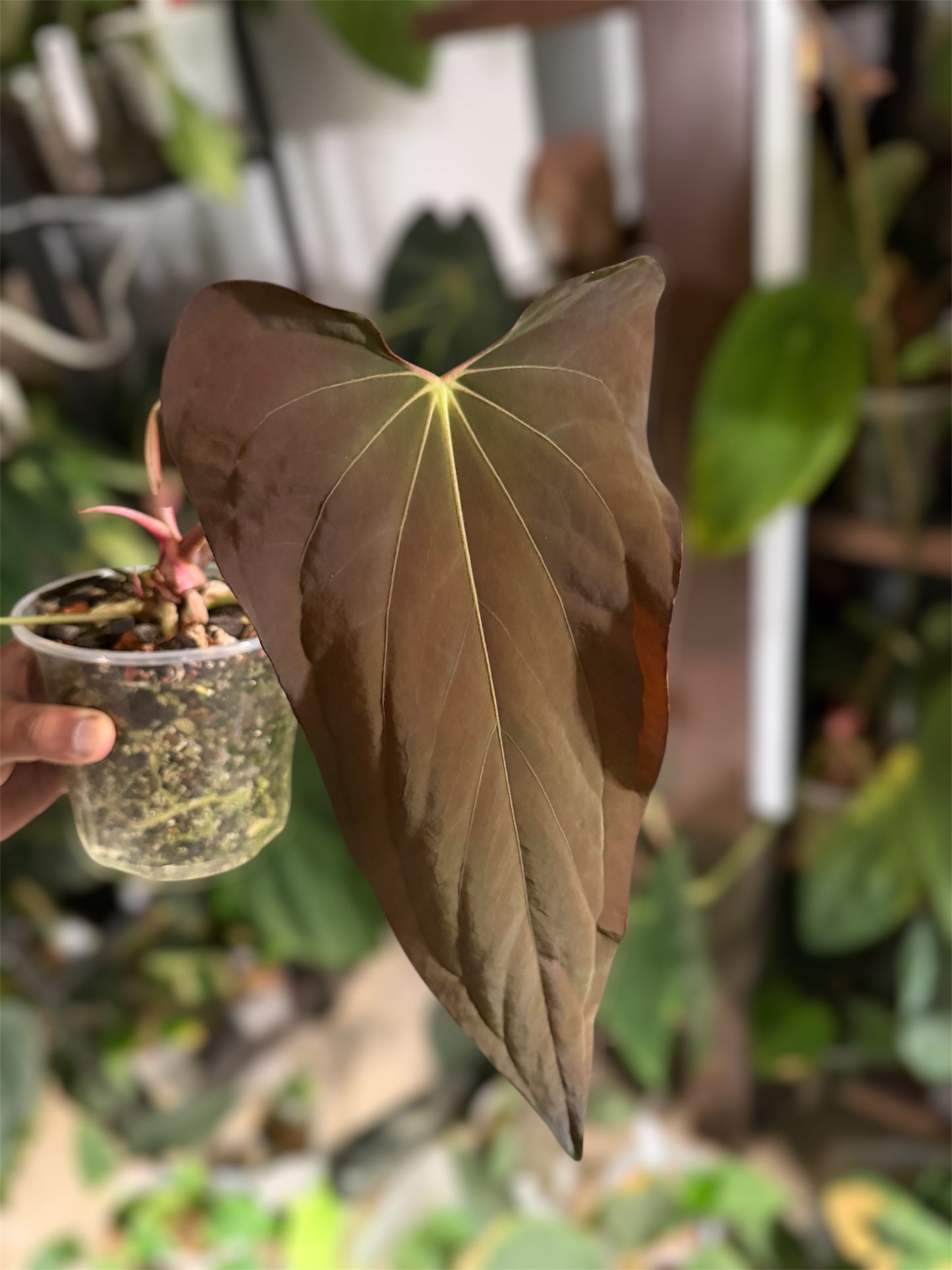 Anthurium Sp. Nov DF x BVEP RA1 – Offset