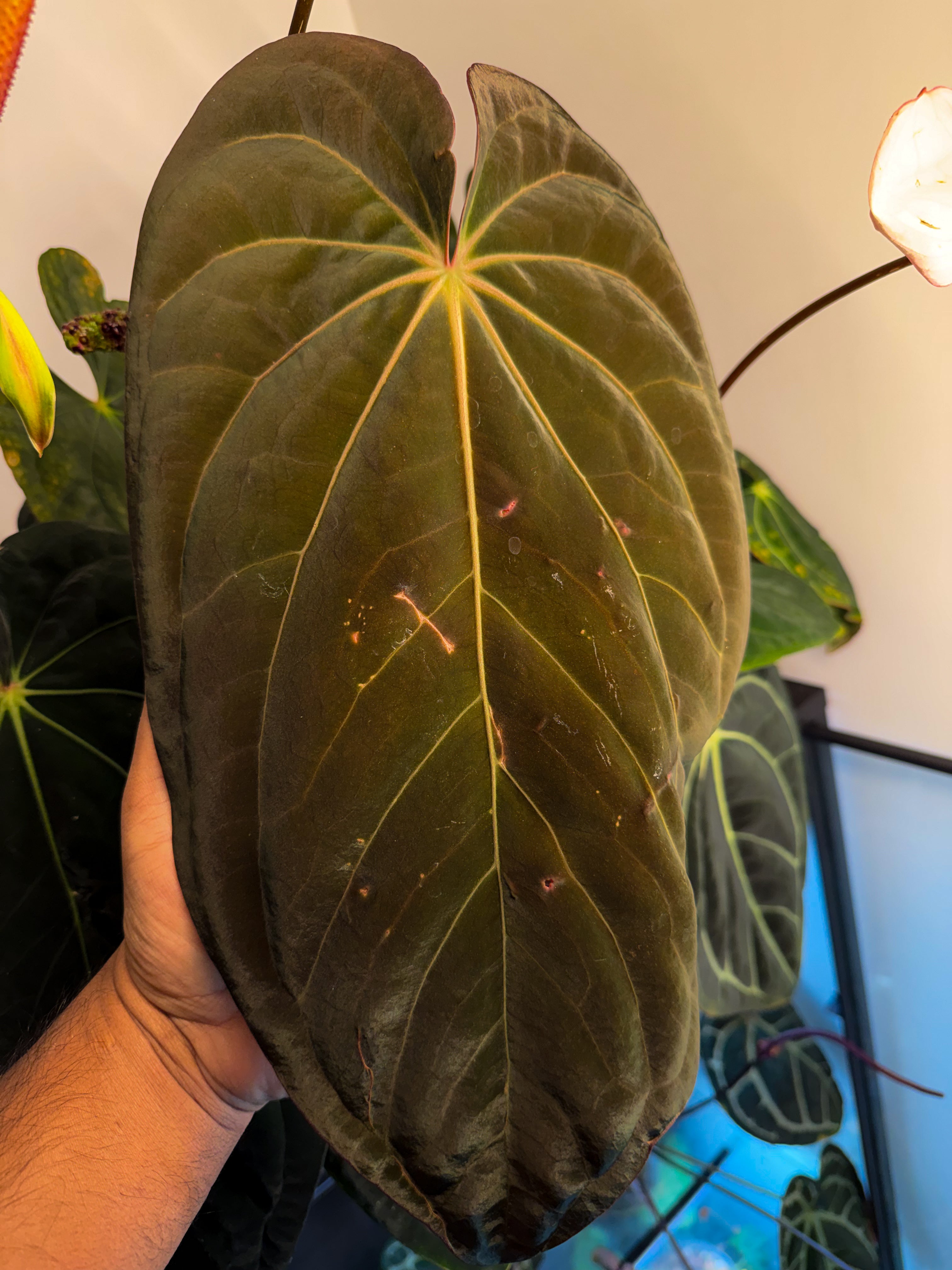 Anthurium Yellow Bell × Red Chocolate③ Anthurium 'Yellow Berry' x 'Rotundatum X' (A40) – Nice Plants Good