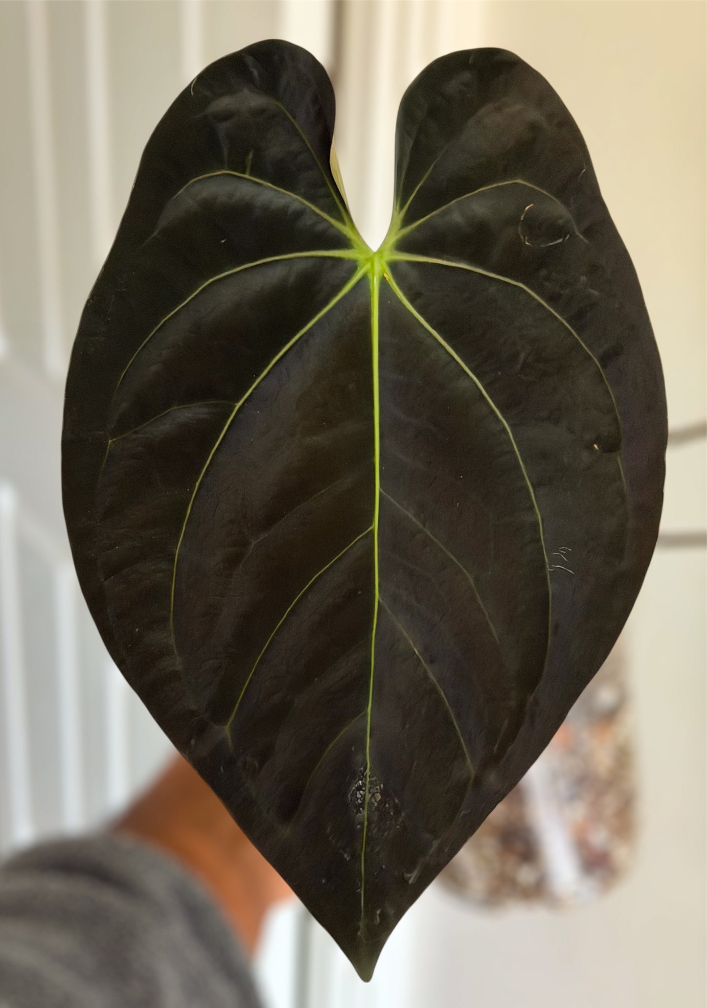 Anthurium (Guna Yala x Carlablackiae) x Carlablackiae RA10 S1