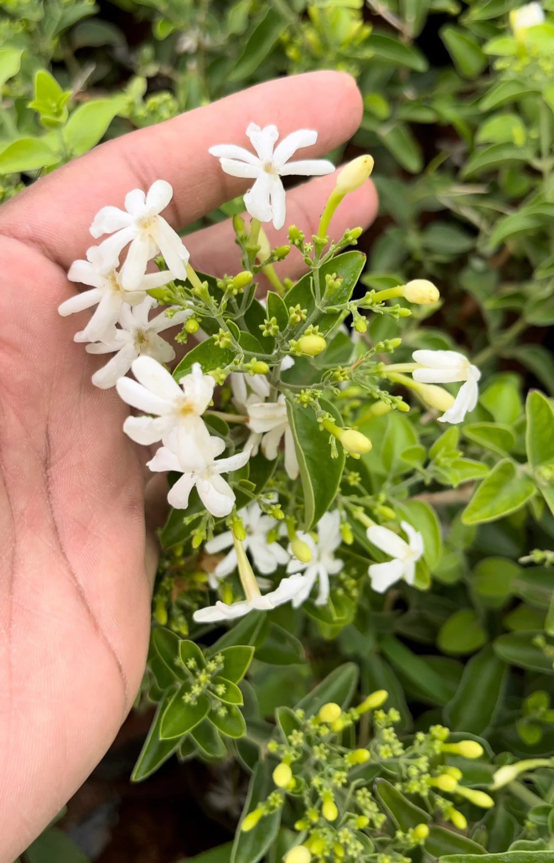 Coimbatore Jasmine - Jaathi Malli