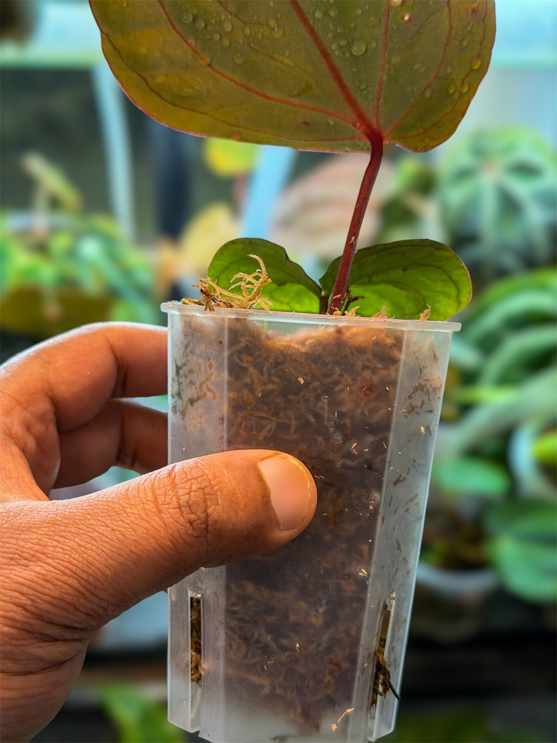 Anthurium Bloodmoon - Original Clone – HappiestPlants