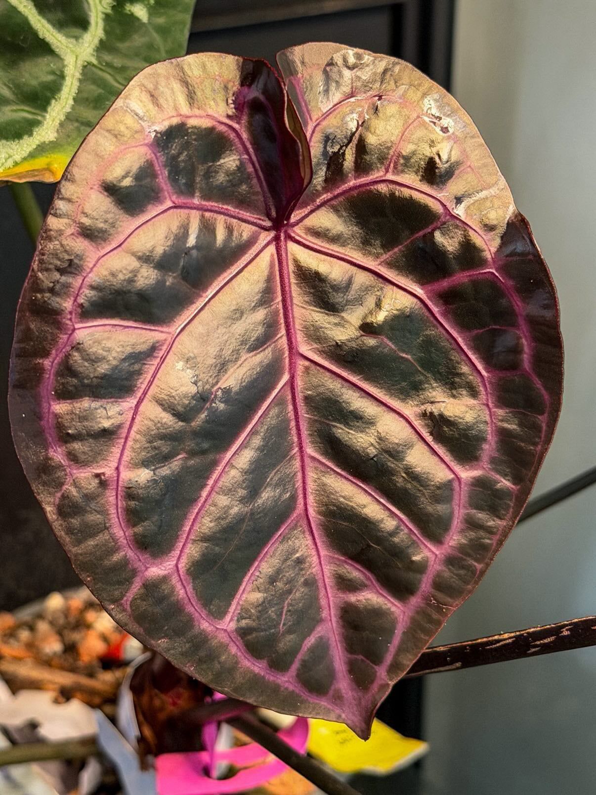 Anthurium Purple Amethyst x Carlablackiae (OG1 x OG2)