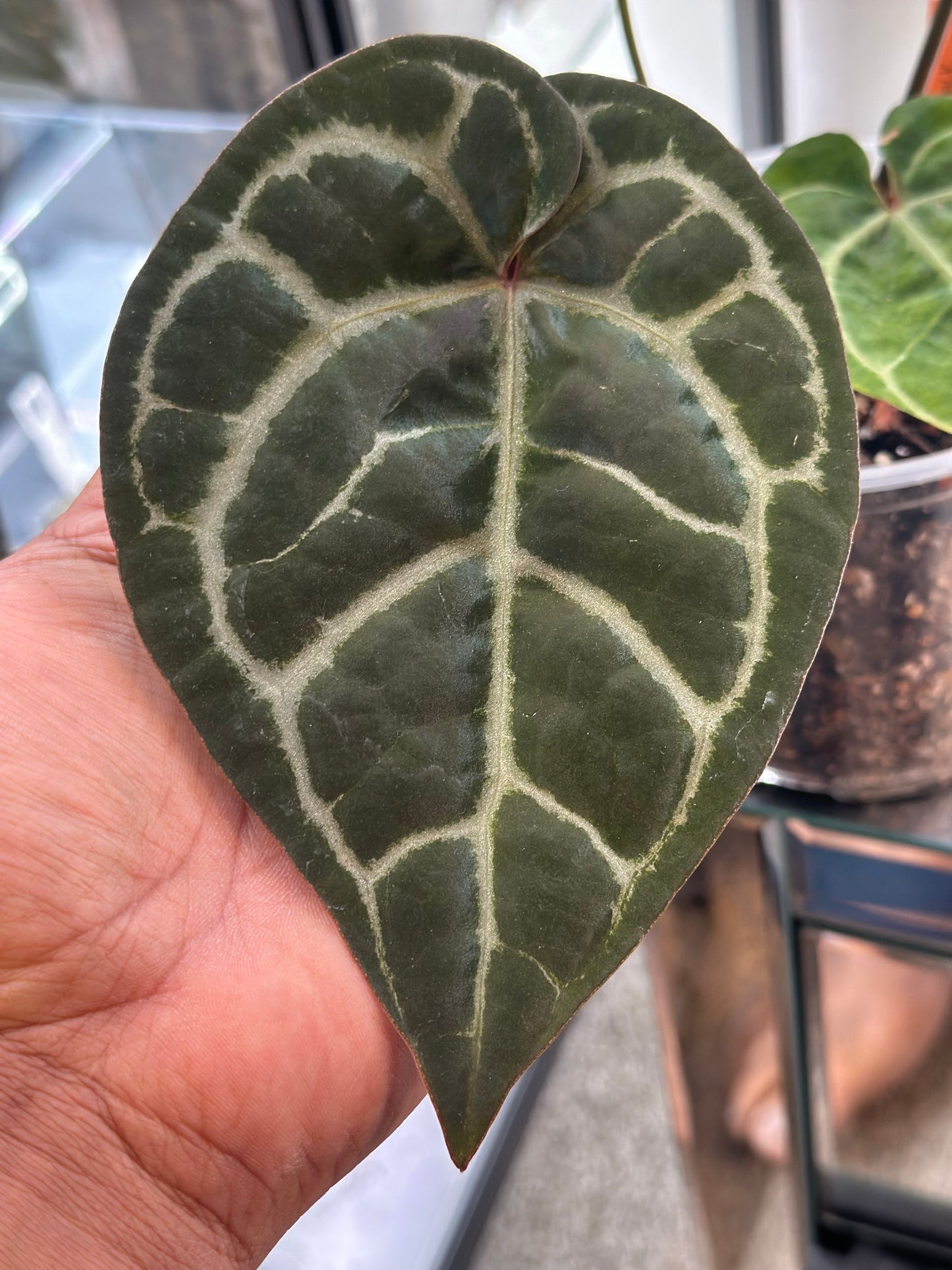 Anthurium Pik-Ass x Zara x Zara #29