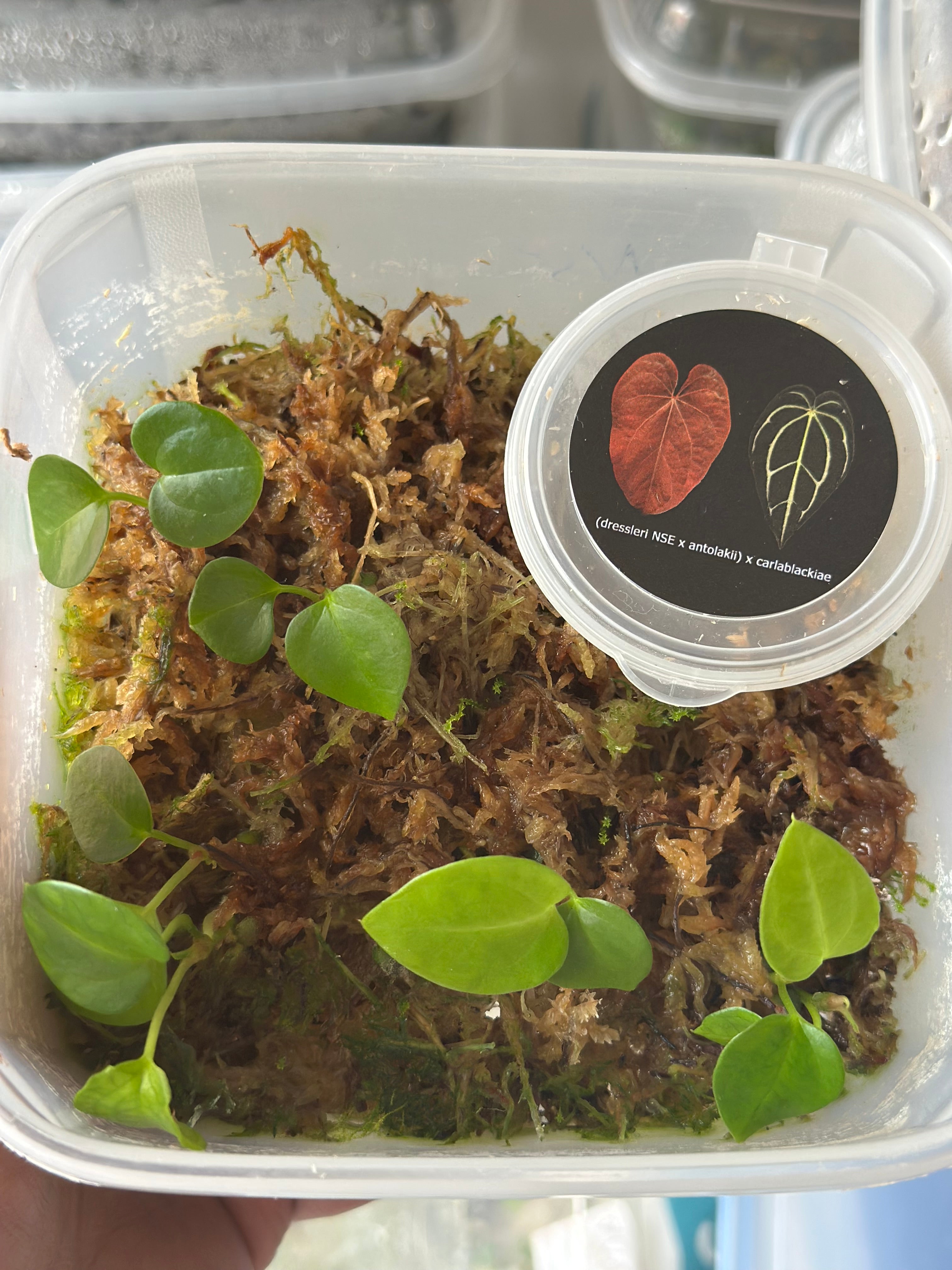 Anthurium Dressleri (NSE) × Antolakii X Carlablackiae – HappiestPlants