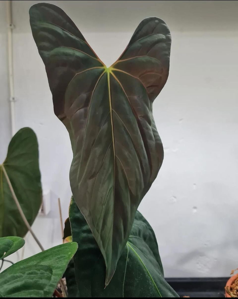 Anthurium AOS (SKG DF) x Papillilaminum Marie