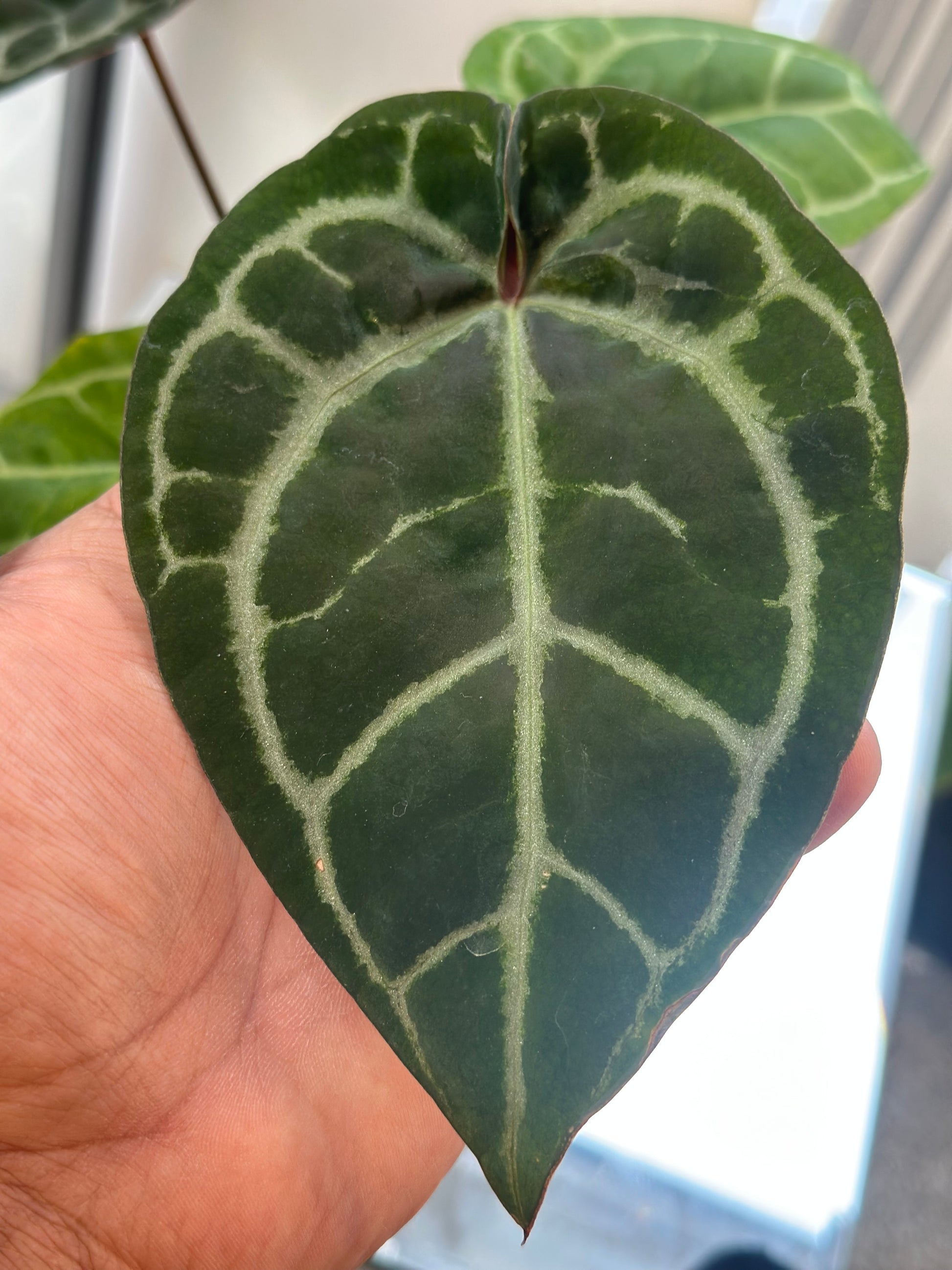 anthurium lazarz Anthurium Ace of Spades X ZxZ #29 – HappiestPlants