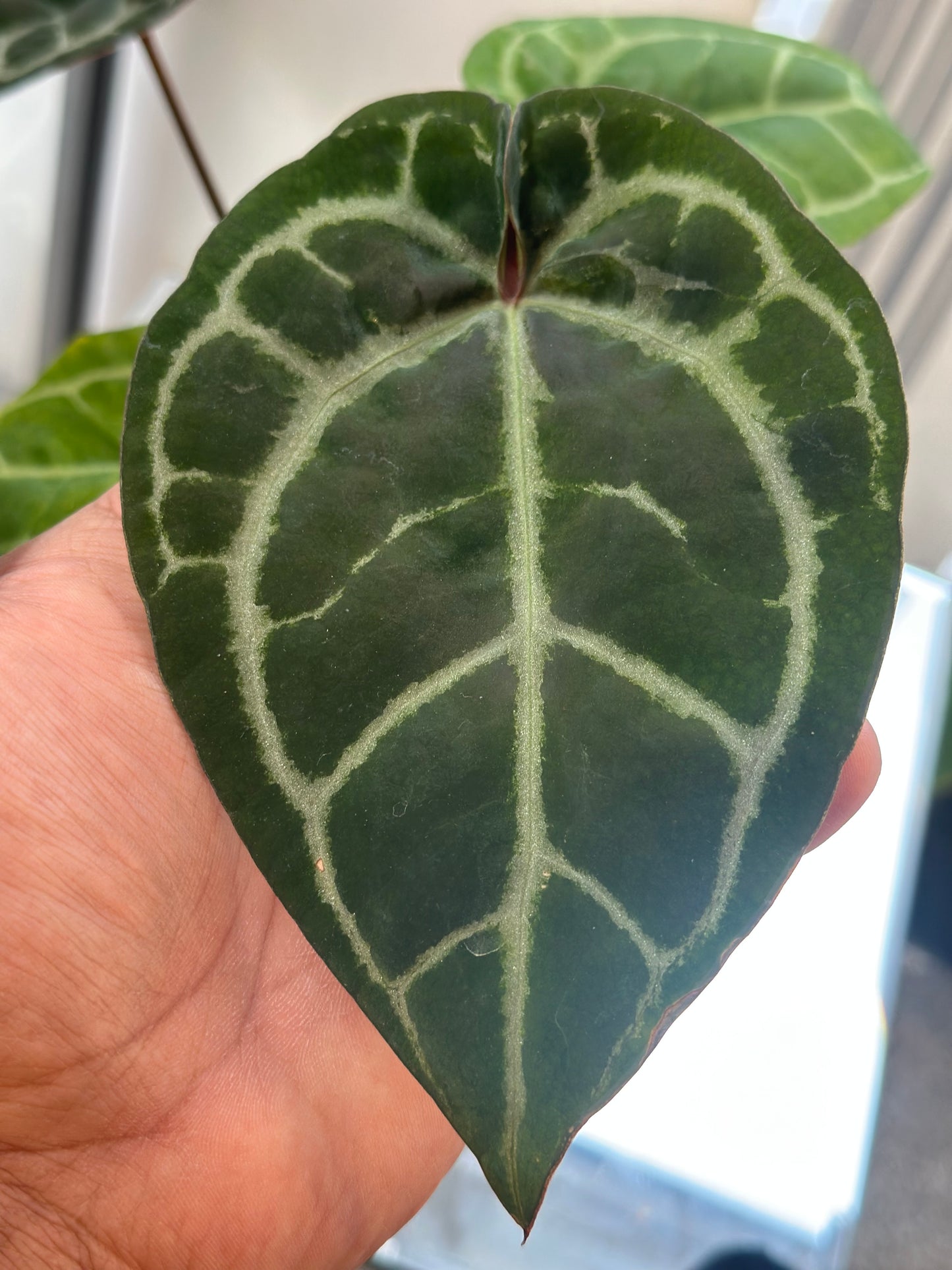 Anthurium Pik-Ass x Zara x Zara #29