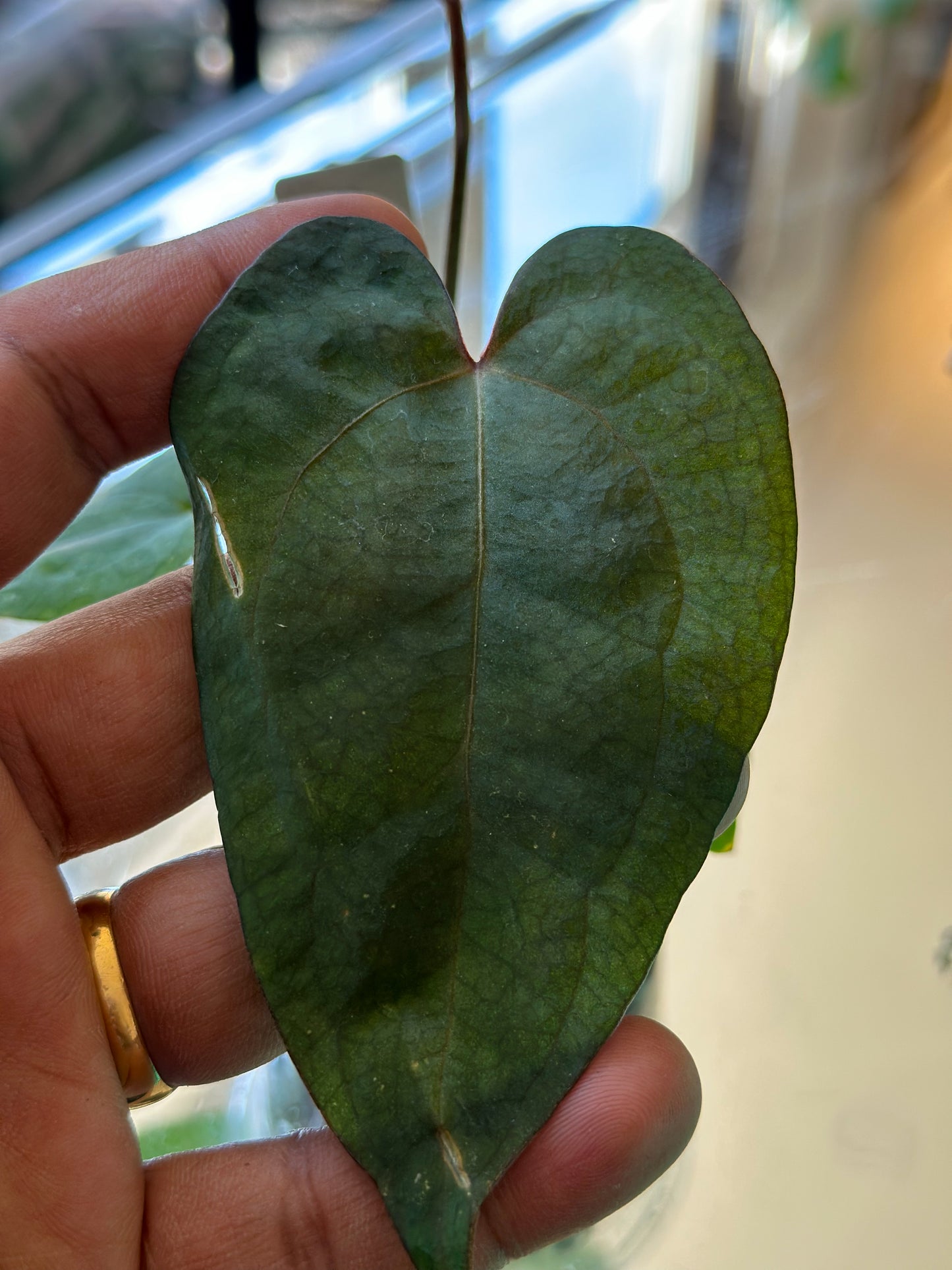 Anthurium Legacy of Spades – Original Clone