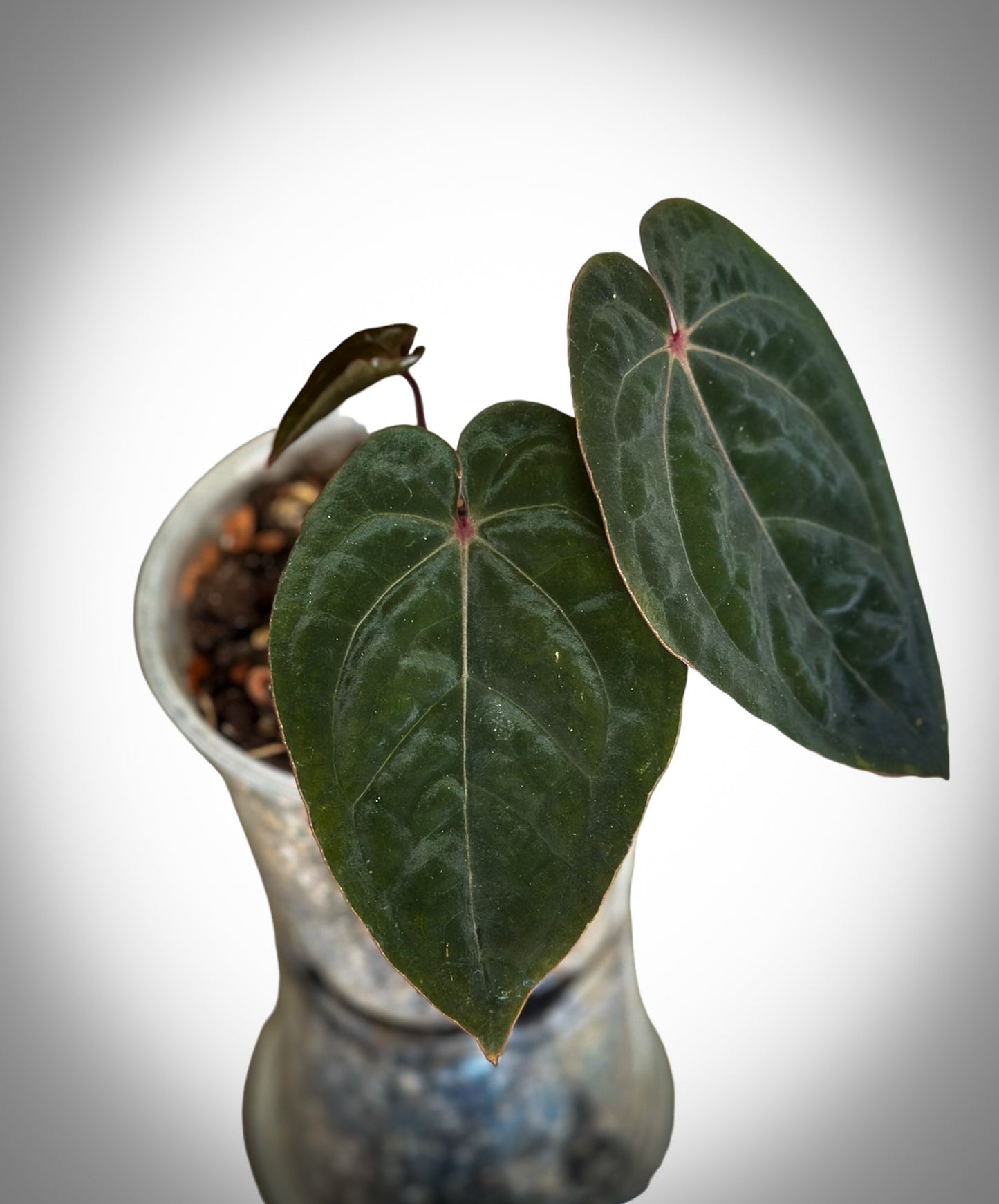 Anthurium Hoffmani Bloodmoon