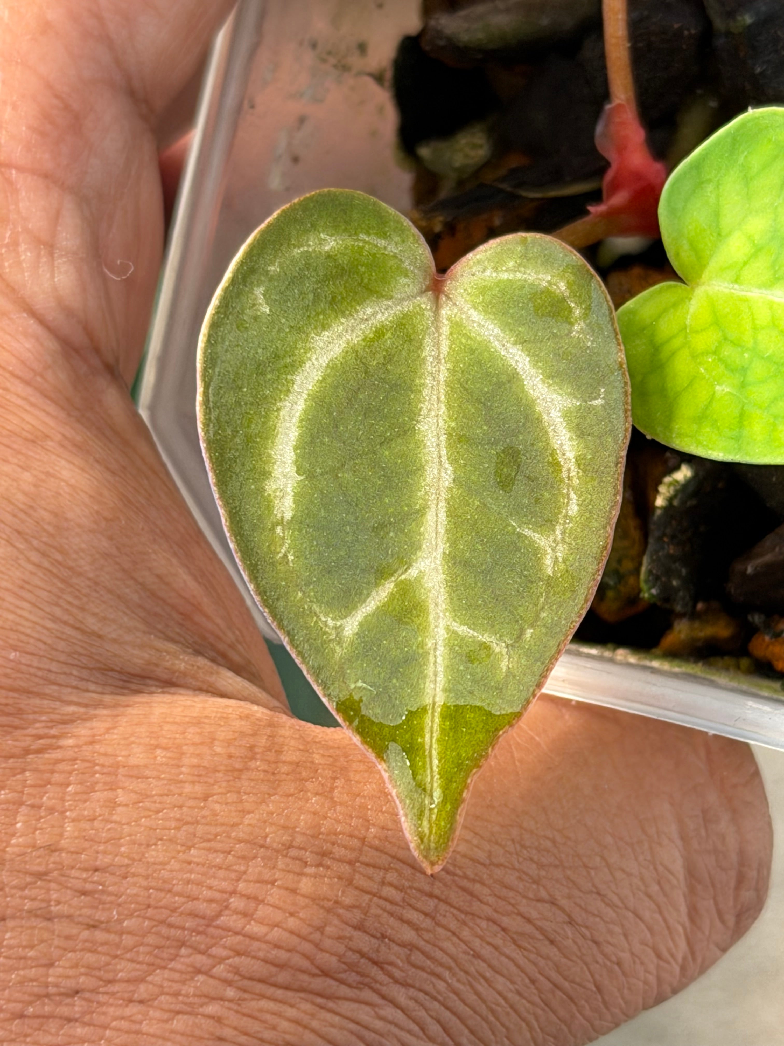 Anthurium (Forgetii x Red Crystal) x (SKG Pink Lemonade x Red