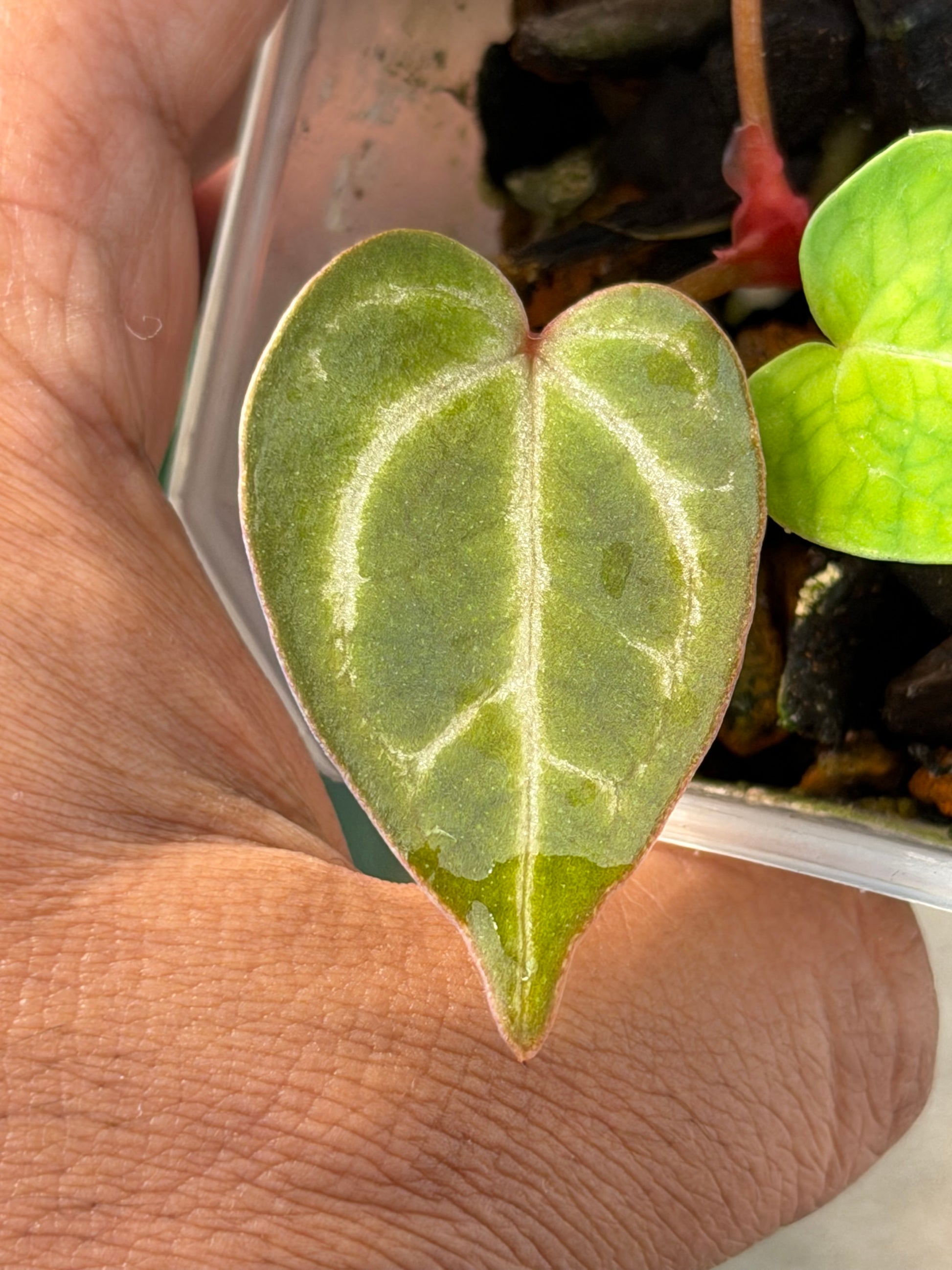 anthurium red crystallinum x forgetii Anthurium (Forgetii x Red Crystal) x (SKG Pink Lemonade x Red Crystal) – HappiestPlants