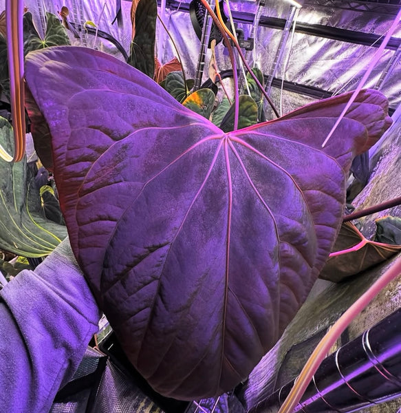 Anthurium Portillae Dorito X (Dressleri RG F2 x