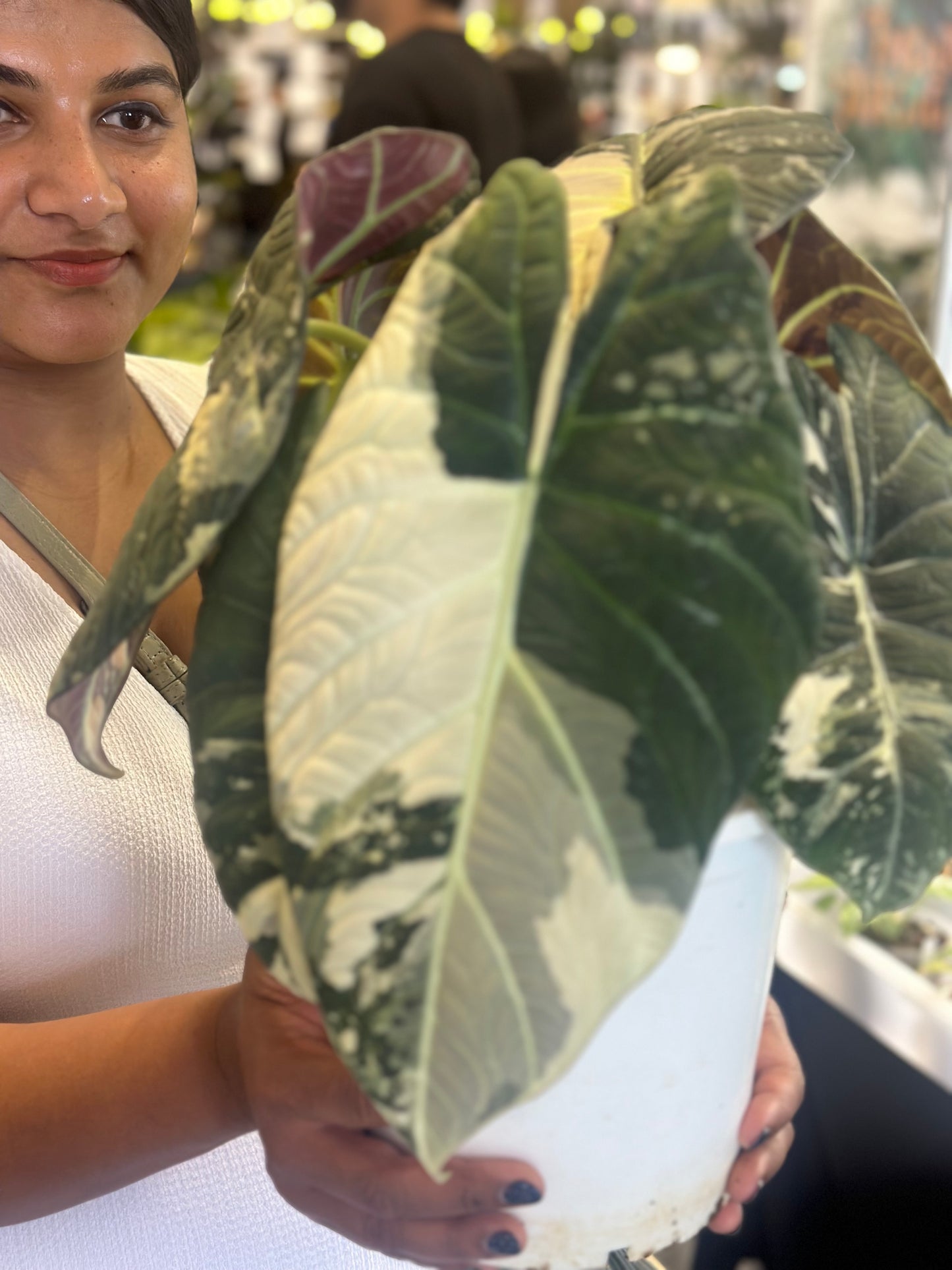 Alocasia Maharani Variegated - Award Winning Lineage