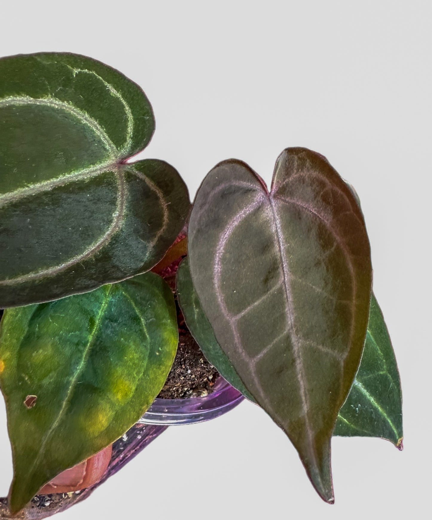 Anthurium Ace of Spades (AOS) X Zara x Zara