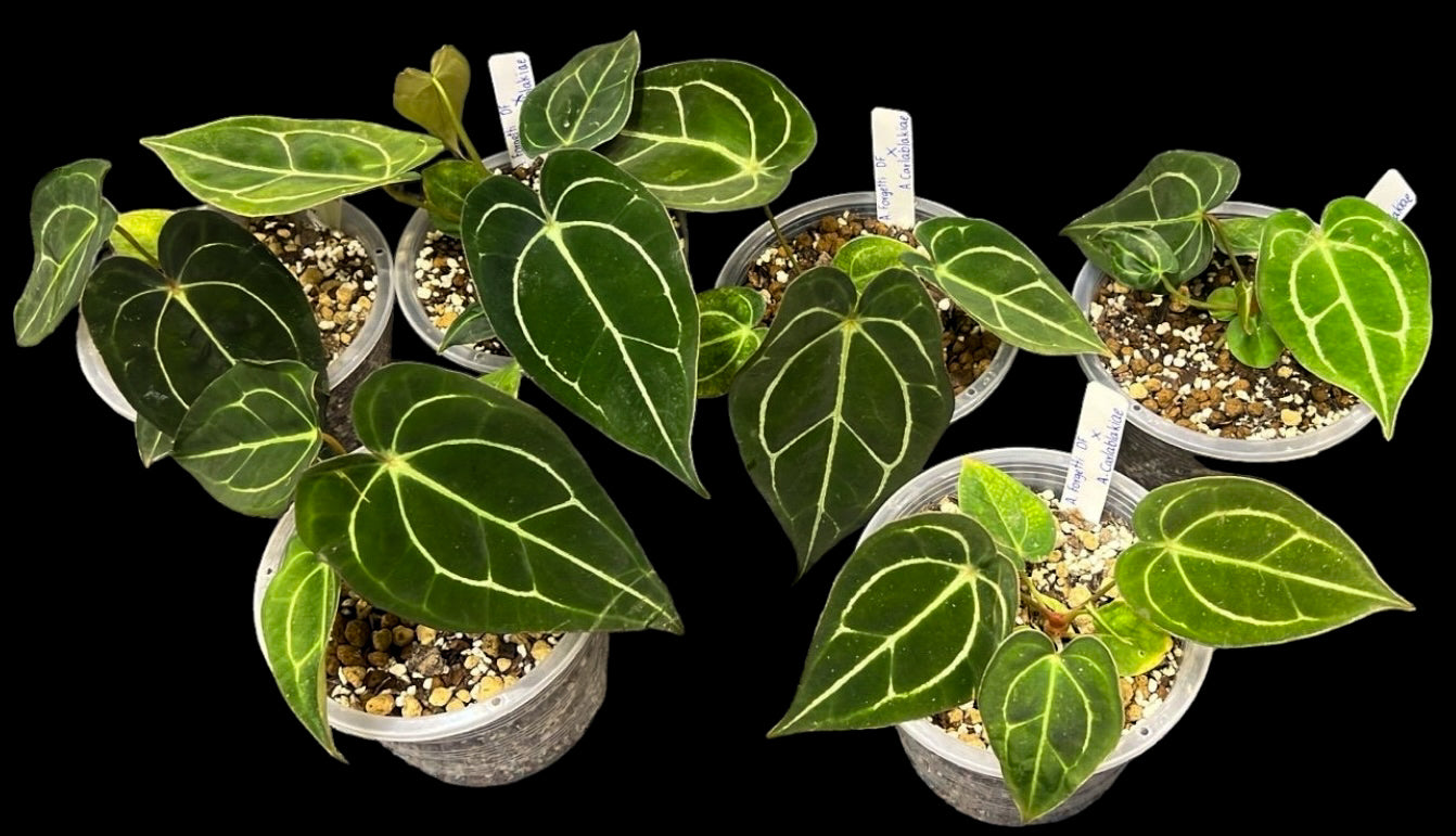 Anthurium Forgetii DF x Carlablackiae