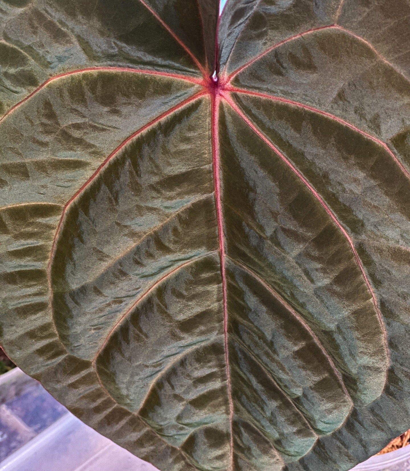 Anthurium Bloodmoon - Clone