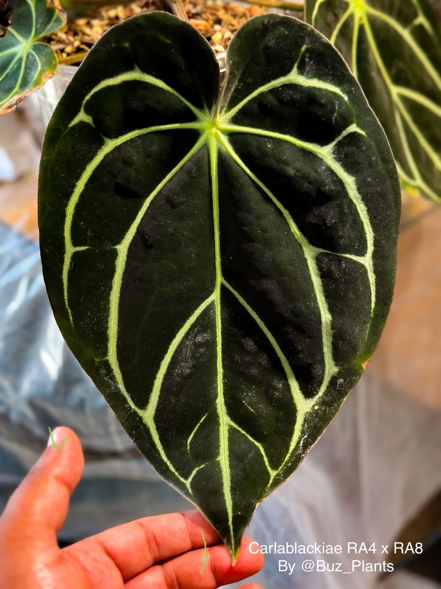 Anthurium AOSx X Carlablackiae