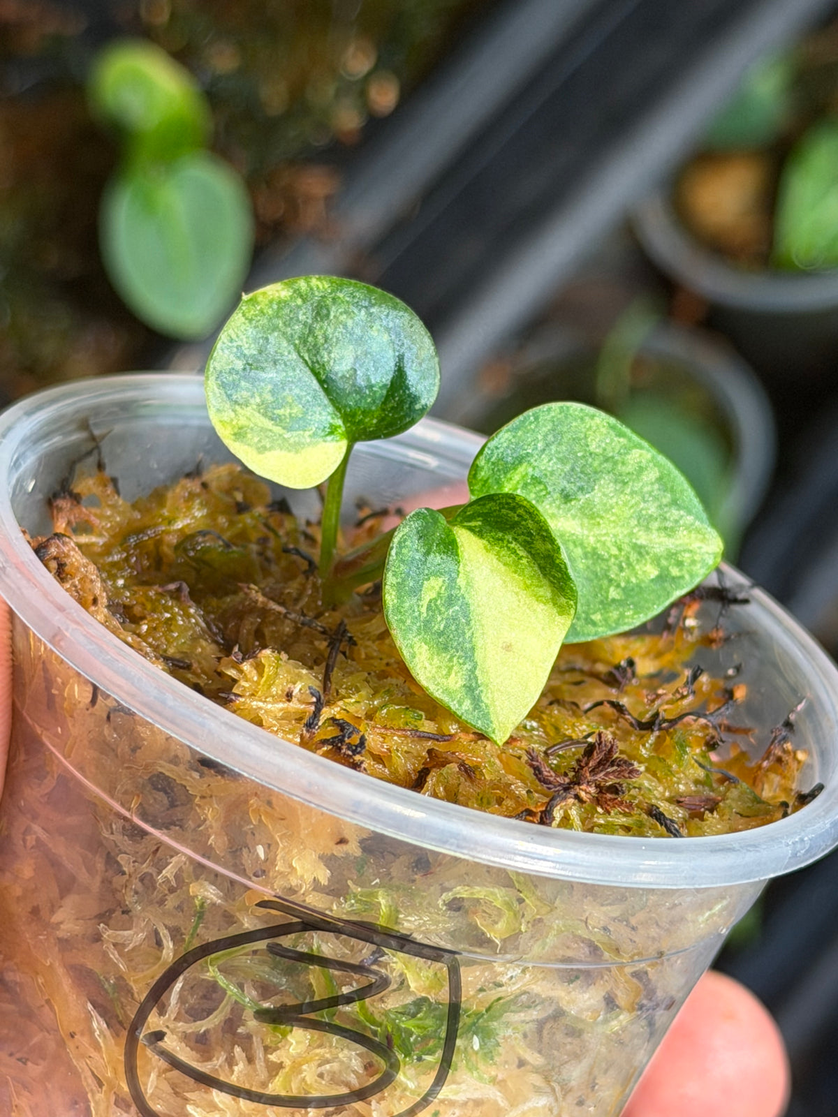 Anthurium (Dressleri x Pap Var) x Carlablackiae RA10 S1 - Select Variegated Seedlings