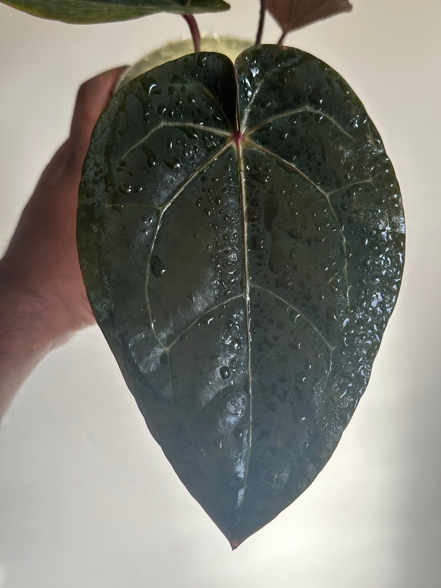 Anthurium Topaz Moon (taille inférieure) - Bloodmoon x Tezula Red Crystallinum