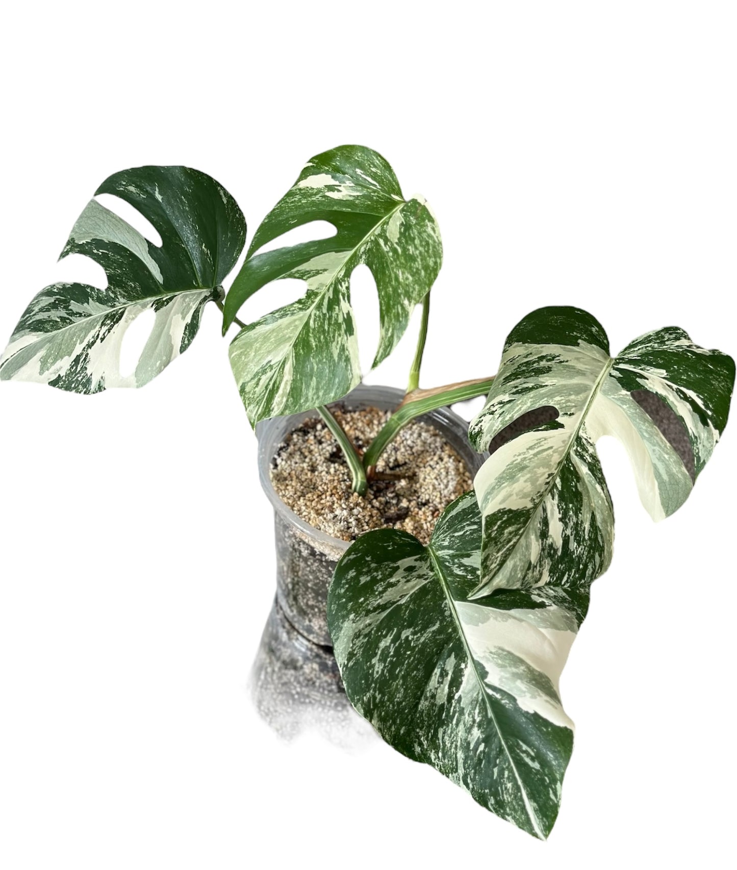 Monstera Albo Variegata Plant