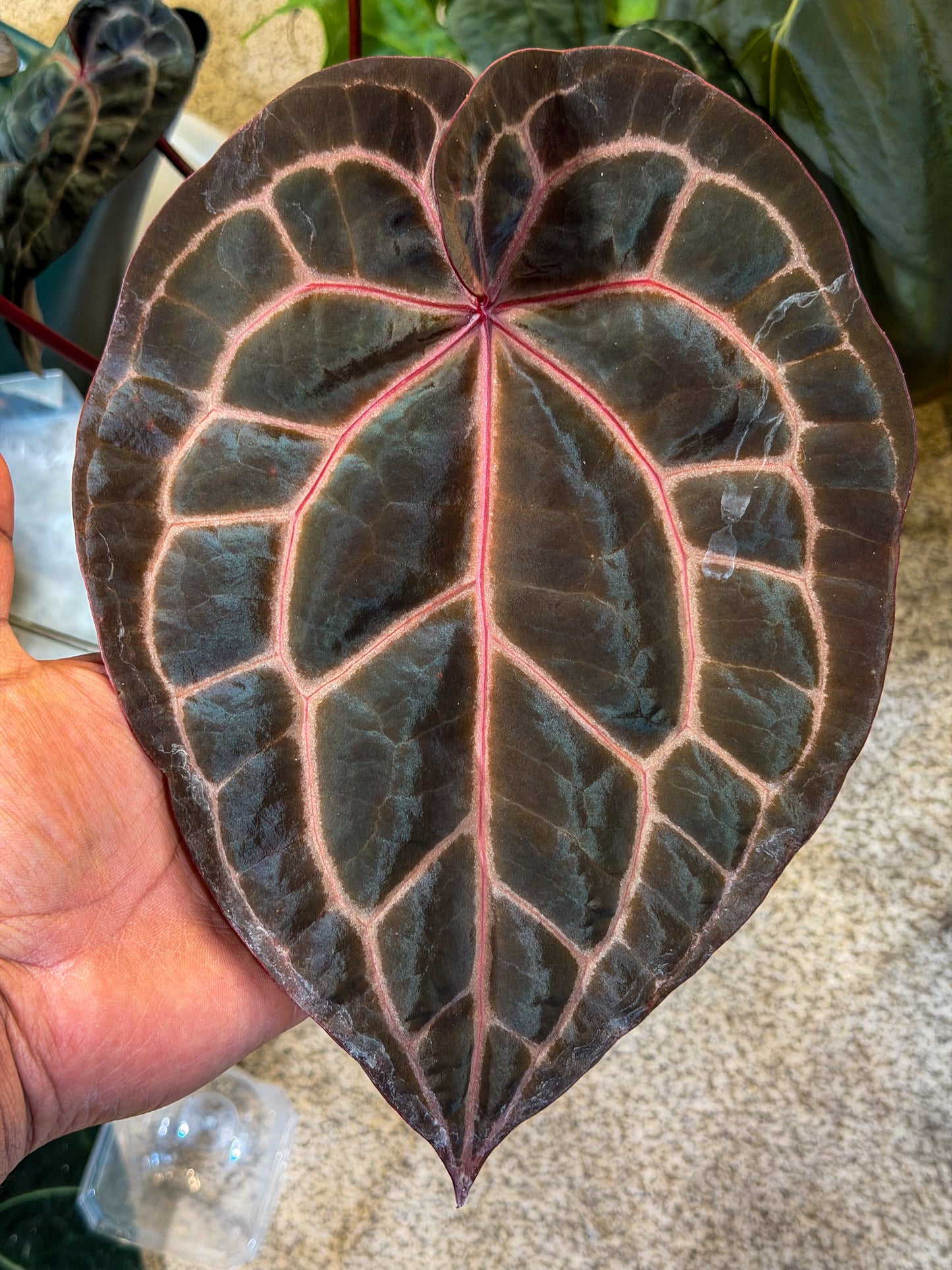 Anthurium Mem. Tim Anderson x (Pap Var x SKG Silver)