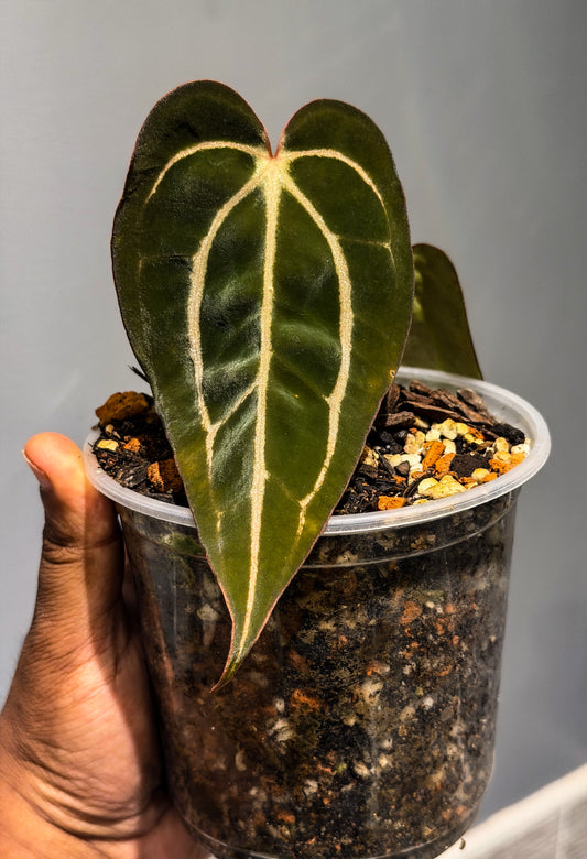 Anthurium Carlablackiae Round × Self (S1) - Offset