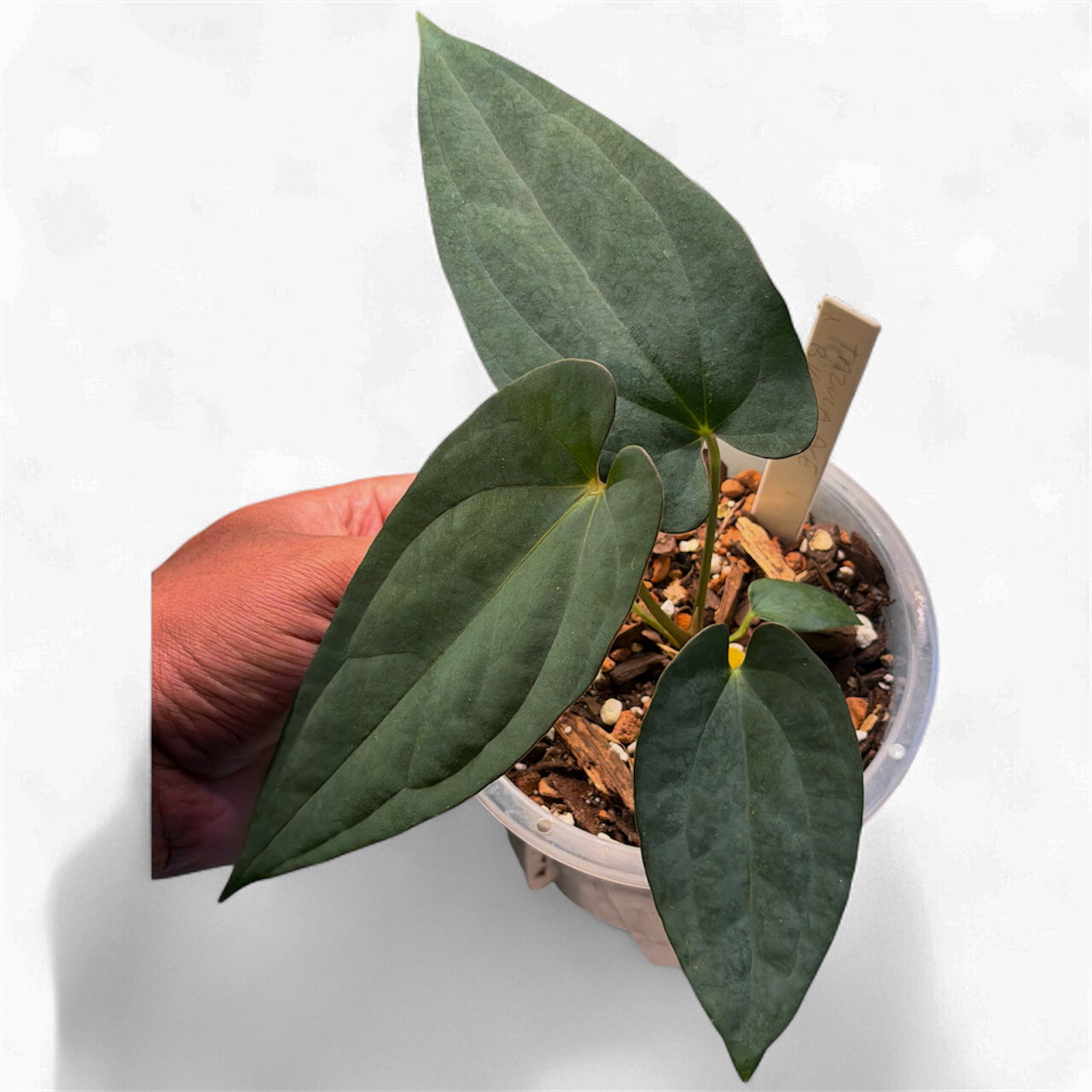 Anthurium Ace of Spades (Tezula) × BVEP