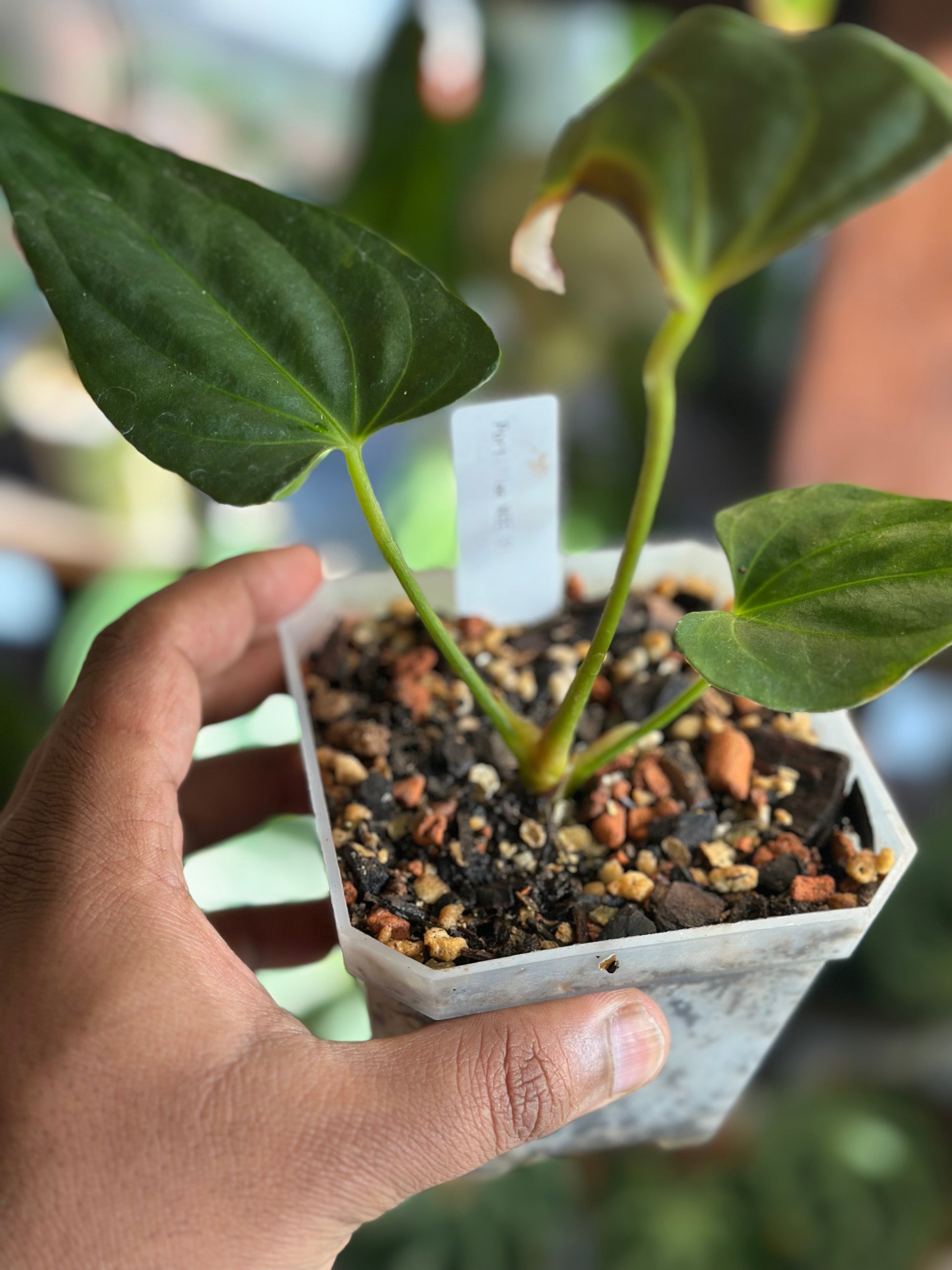 anthurium portillae nse Anthurium Portillae S1 (NSE) – HappiestPlants