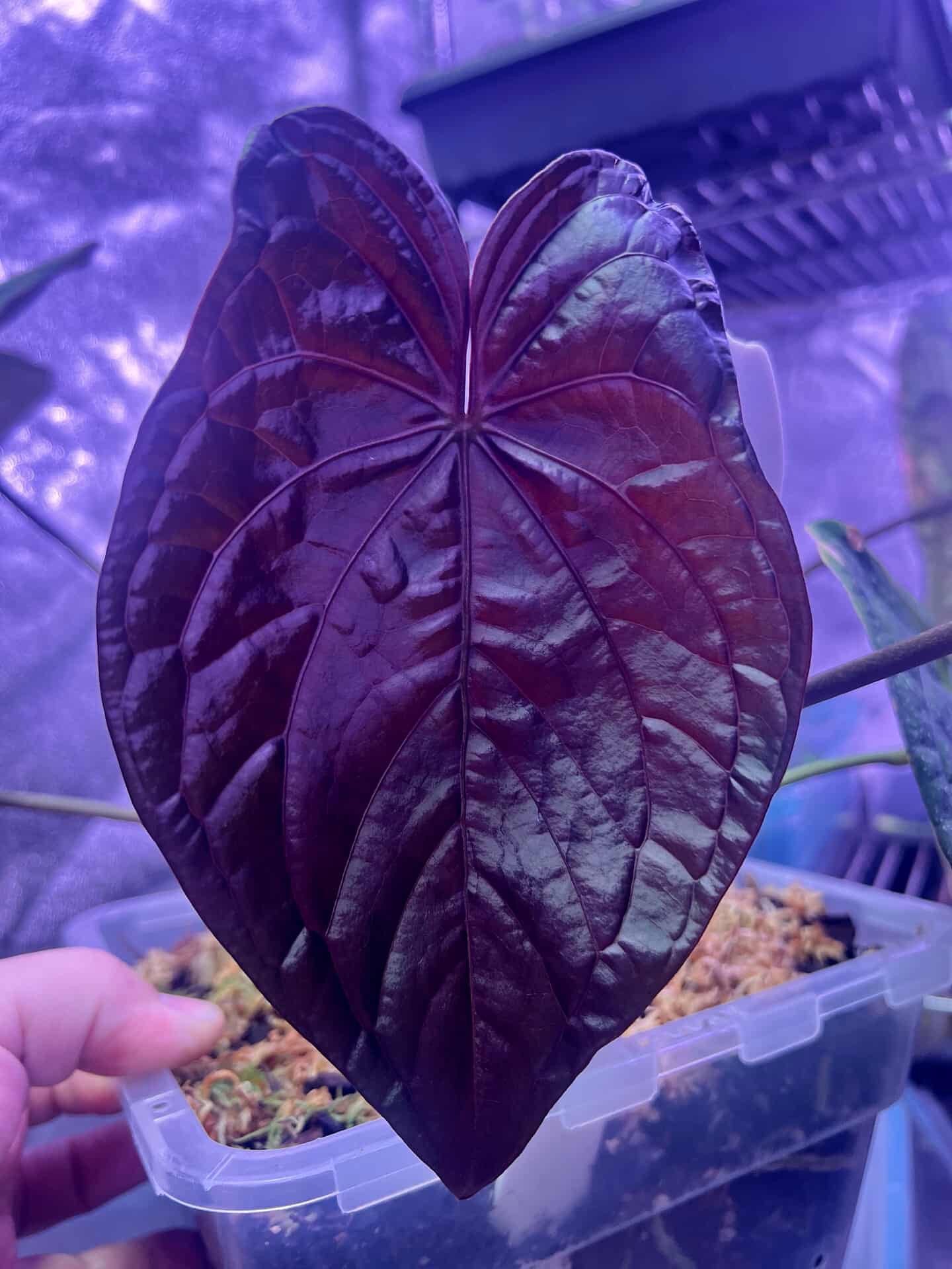 Anthurium Carlablackiae (Round x GPH001) x Night Dragon