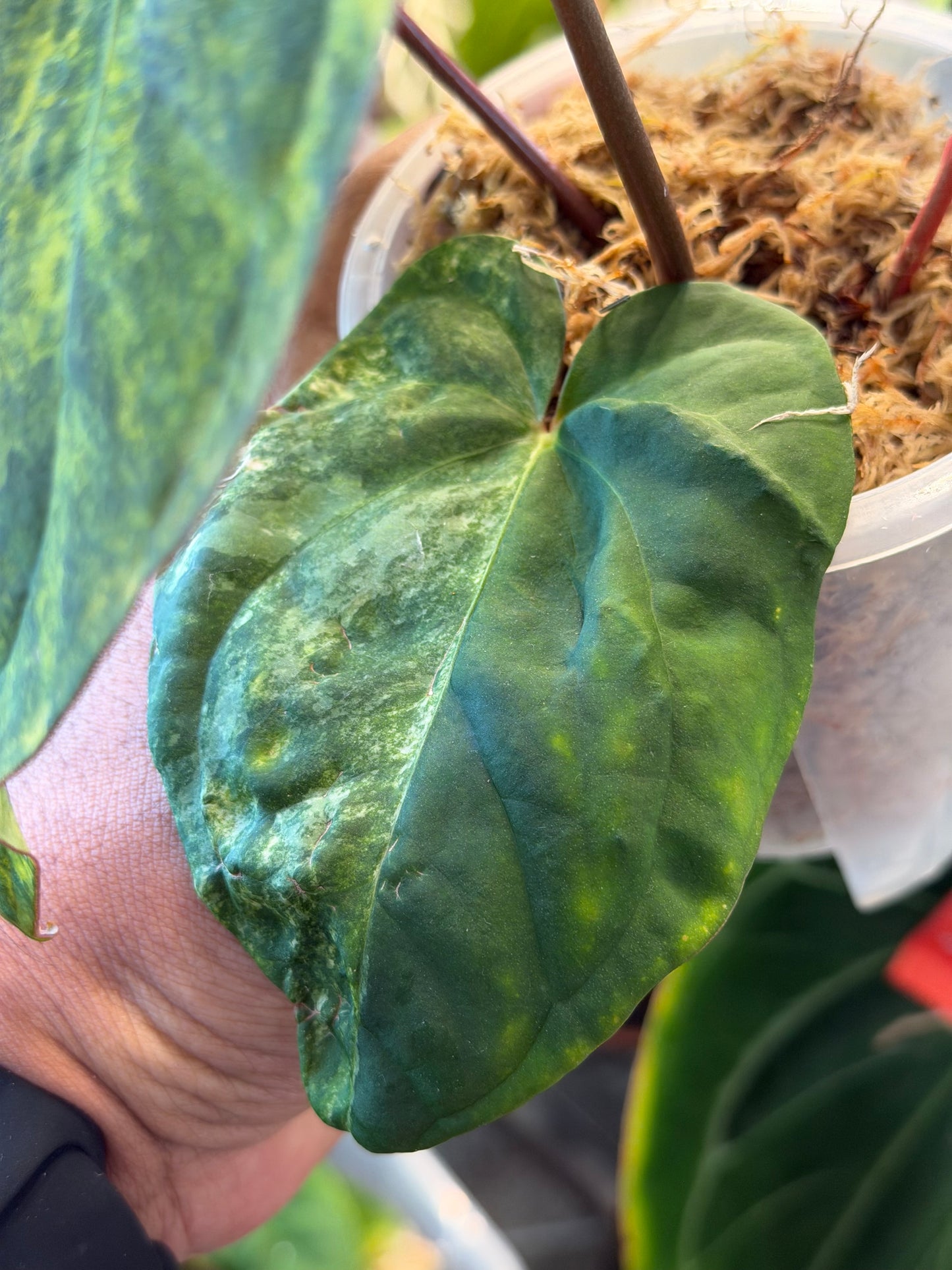 Pap Var x Subsignatum - Top Cut