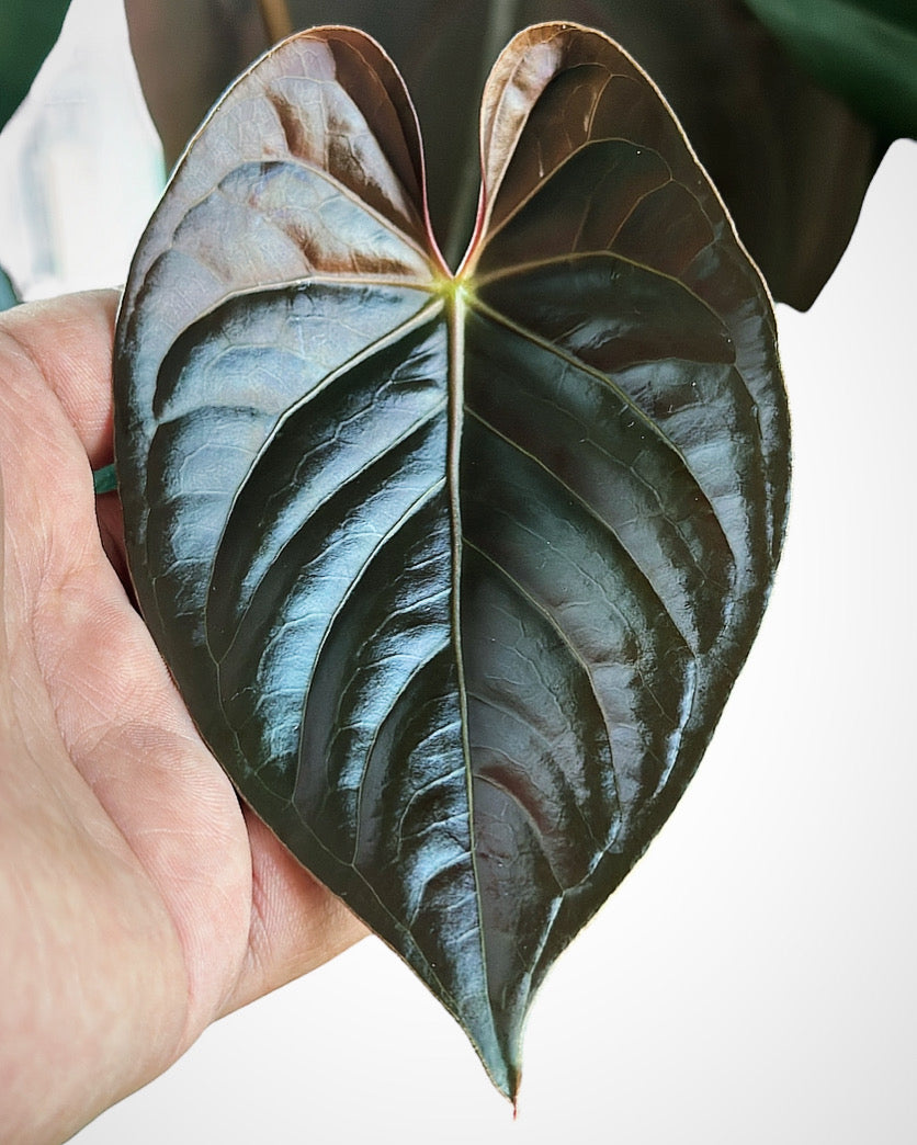 Anthurium Goliath × (Fort Sherman × Ace of Spades)