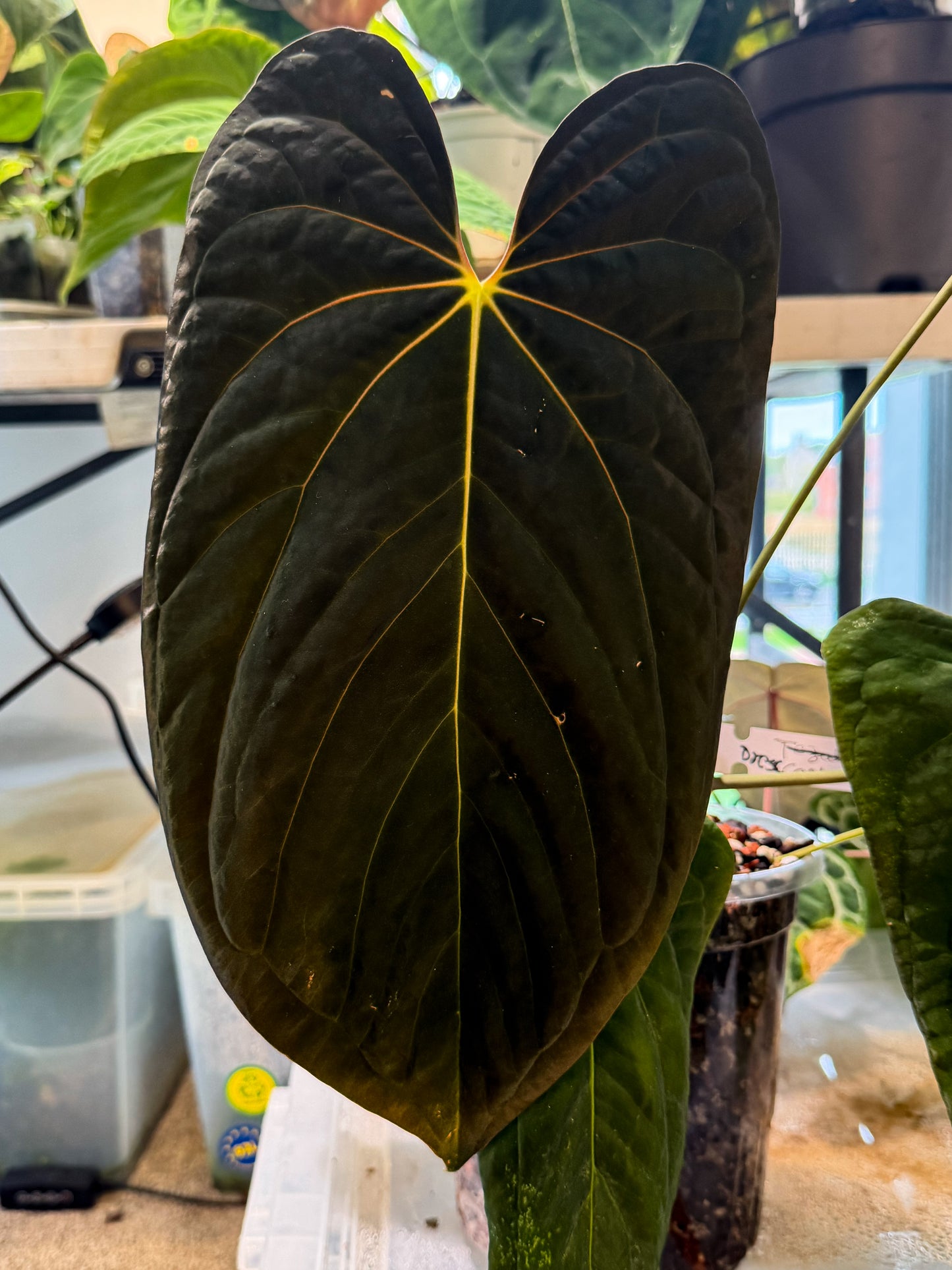 Anthurium (Pap Ree Gardens x BVEP) x (Dress Carla x BVEP)