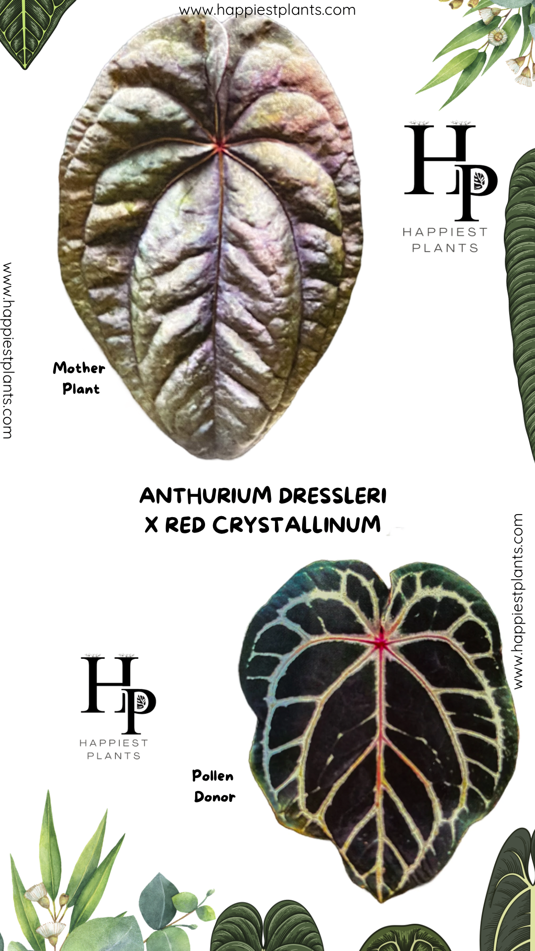 Anthurium Dressleri x Red Crystallinum