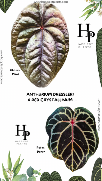 ク*ン様 anthurium　dressleri　darkcroat　ドレスレリ Anthurium Dressleri x Red Crystallinum – HappiestPlants
